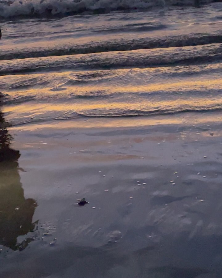 Magical moments✨ like a baby turtle running to the ocean, into the unknown- a race against only itself and the elements.
No grand plan. It’s a journey of solitude: to pause, listen, and remember.
Long beach walks, wave after wave, lost in the jungles, and unexpected toss and turns of the elements…
A raw, messy, and rewarding reset unfolded, reminding me who I am beneath all the noise.
Adventure activated
Connections grew
A new direction emerged
And a deeper sense of purpose and belonging took root
Now, I’m back with new offerings born from this space of integration, designed to help you reset into your purpose and flow.
To remember who you are. To come home to self. To rebuild from alignment. To create a life that feels like you again.
Can’t wait to share what’s coming- both online and in person. 🤍
Deepest gratitude to the nature, and all beautiful beings in 20 squares and so much more. #nicaragua #retreat #burnoutrecovery