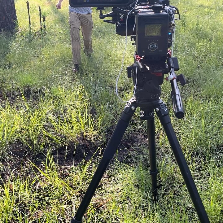 Into Nature returned to Georgia this week for a film shoot in the burned Longleaf pineywoods at Fort Stewart Army Post with @connornelson.dop. These military lands support a large population of Federally Threatened Red-cockaded Woodpeckers thanks to frequent prescribed fire. Like a resident Fox Squirrel, I shimmied up a pine tree to film a nearby tree with a family of nesting woodpeckers. Burned just six weeks ago, we found fresh patches of orchids and pitcher plants in the picture-perfect woods, surrounded by singing Summer Tanagers, Bachman’s Sparrows, Eastern Bluebirds, and many more. Grateful to spend time in a special place with a fantastic crew of biologists and filmmakers.