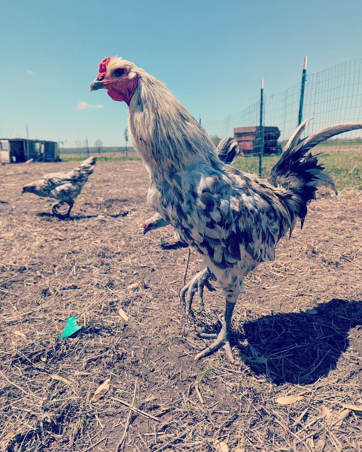 Juno is a real good looking stag for 2025 😍
#belgianliegefighter