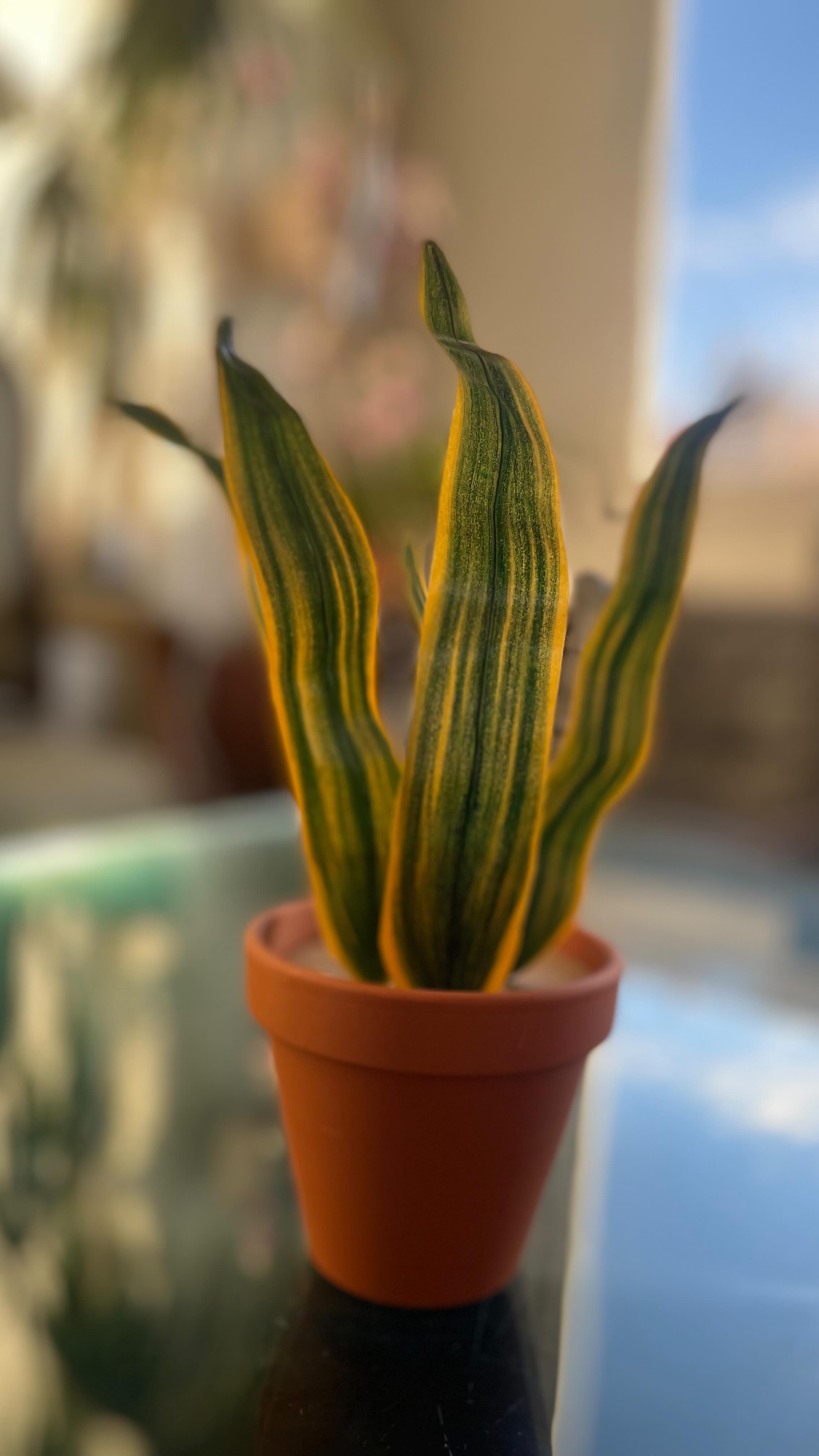 Apprendre à fabriquer sa véritable fausse plante. Atelier nature de 9h30 à 12h.
Tout est compris, même le petit café et la brioche.
Pour un moment de partage !
#urbafab #planteartificielle #pasbesoindarroser #atelieradultes #diy #marseillebb #cestleprintemps #ateliercreatif #enfantadoadulte #atelierfamille #activitemanuelle #pourvous #loisircreatif