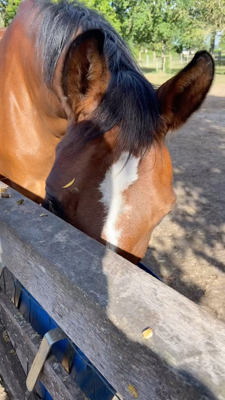 Elke ochtend is een goeie ochtend,
Maar jij moet het wel geloven ☀️
#goodmorning #horses #horsereflectedcoaching #equitalents #coaching #kindercoaching #coachingmetpaarden