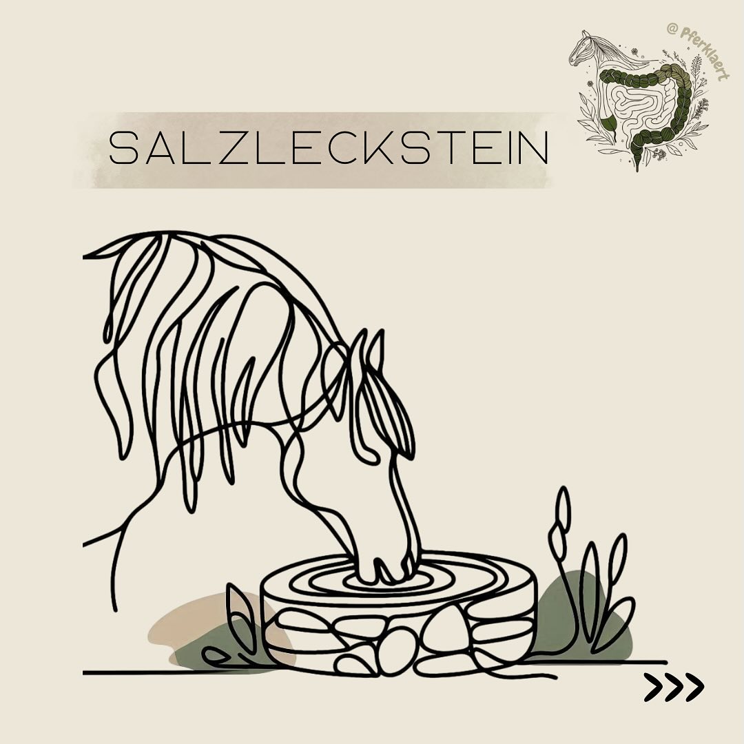 (Werbung, wegen Markennennung)
🧂Salz (Natriumchlorid/NaCl) ist eine Verbindung aus positiv geladenen Natrium-Ionen und negativ geladenen Chlorid-Ionen. Kochsalz, wie wir es kennen, ist das nach Wasserentzug vorliegende Natriumchlorid und gehört zu den wichtigsten Mineralstoffen in der Pferdefütterung, da es im Grundfutter kaum enthalten ist. Es ist essenziell für viele Körperfunktionen: Flüssigkeitshaushalt, Elektrolyte, Säure-Basen-Haushalt, Nerven & Muskeln, Verdauung, Blutdruck und mehr. Ohne zusätzliche Salzgabe ist Bedarfsdeckung fast unmöglich.
Der Salzleckstein ist die Standardlösung, um den Grundbedarf zu decken. Gesunde Pferde können ihn normalerweise nutzen, um ihren Bedarf selbst zu regulieren.
Salzlecksteine (egal ob Natursteine oder Industriesteine) bestehen überwiegend aus Natriumchlorid und sind somit gute Natriumchlorid-Lieferanten. Alternativ kann auch Salz direkt ins Futter gegeben werden.
Der Bedarf an Natrium (als Teil des Salzes) hängt vom Körpergewicht und der Leistung des Pferdes ab:
👉🏻Erhaltungsbedarf etwa 10g pro Tag für ein 500kg Pferd
👉🏻ca. 2–4 g Natrium / 100kg Körpergewicht pro Tag
🚨 ABER: Wann reicht der Leckstein allein nicht? 🚨
Sportpferde & starkes Schwitzen: Bei intensiver Arbeit oder Hitze verlieren Pferde viel Salz über Schweiß. 10 Liter Schweiß können 100g Salzverlust bedeuten. Sportpferde können das 8-9-fache des normalen Bedarfs benötigen. Der Leckstein reicht dann oft nicht aus. Hier kann zusätzliches loses Salz im Futter oder Elektrolyte nötig sein.
❕Eine Studie deutet darauf hin, dass zu hohe zusätzliche Gaben Säure-Basen- & Mineralhaushalt (z.B. erhöhter Kalziumverlust) stören & Nieren belasten können. Daher prüfe den Bedarf individuell, um eine Überversorgung zu vermeiden.
⚠️Übermäßiges Lecken / „Auffressen“: Das ist kein normales Verhalten und ein Warnsignal. Mögliche Ursachen können sein:
👉🏻Salzmangel (oft Lecken an Händen, Gittern, Erde)
👉🏻Mangel an anderen Mineralien
👉🏻Langeweile (besonders bei Boxenhaltung)
⬇️in den Kommentarren geht es weiter⬇️