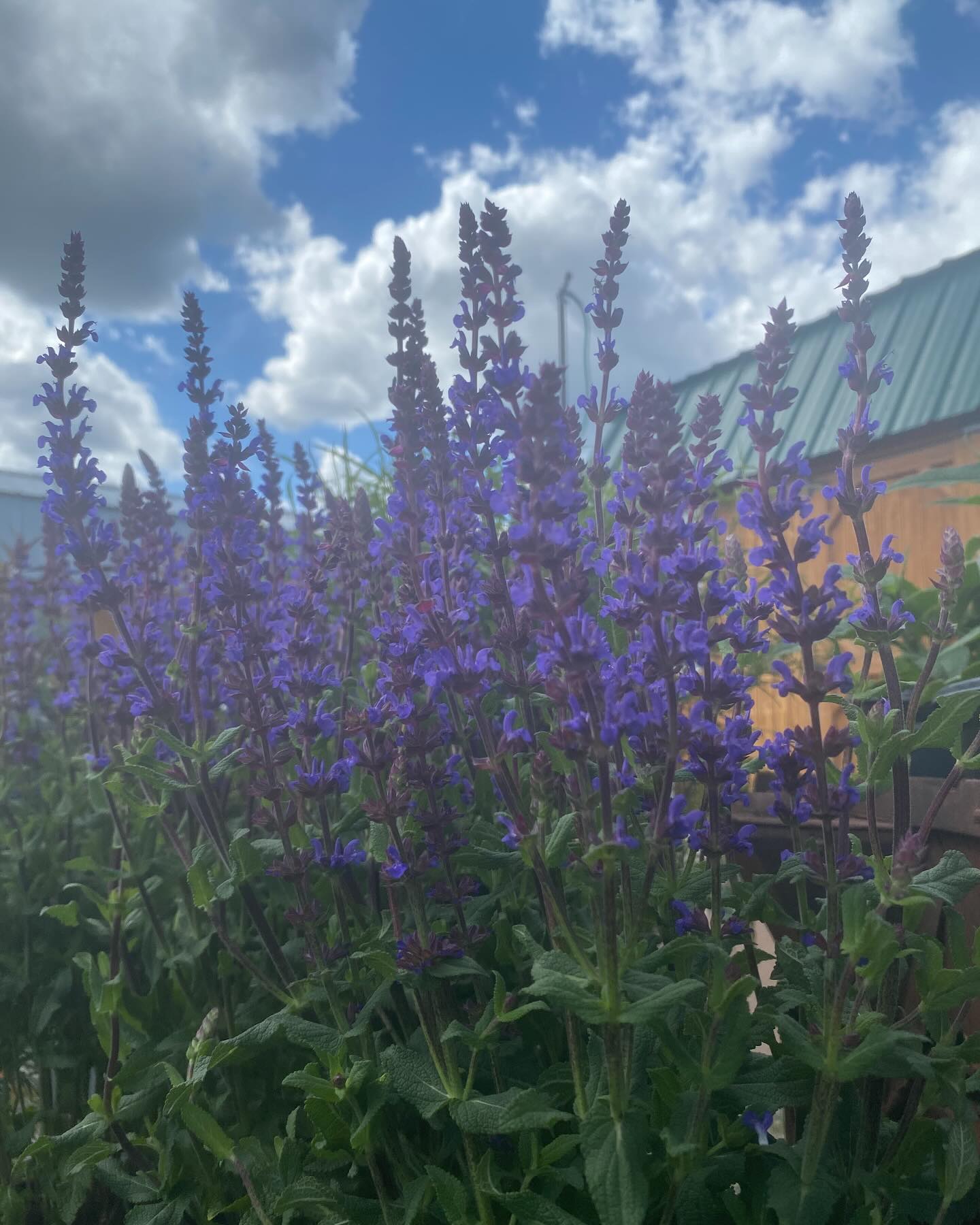 More pics of our latest perennial delivery🤩Salvia, Delphinium, Foxglove, Ferns, Wisteria and others!