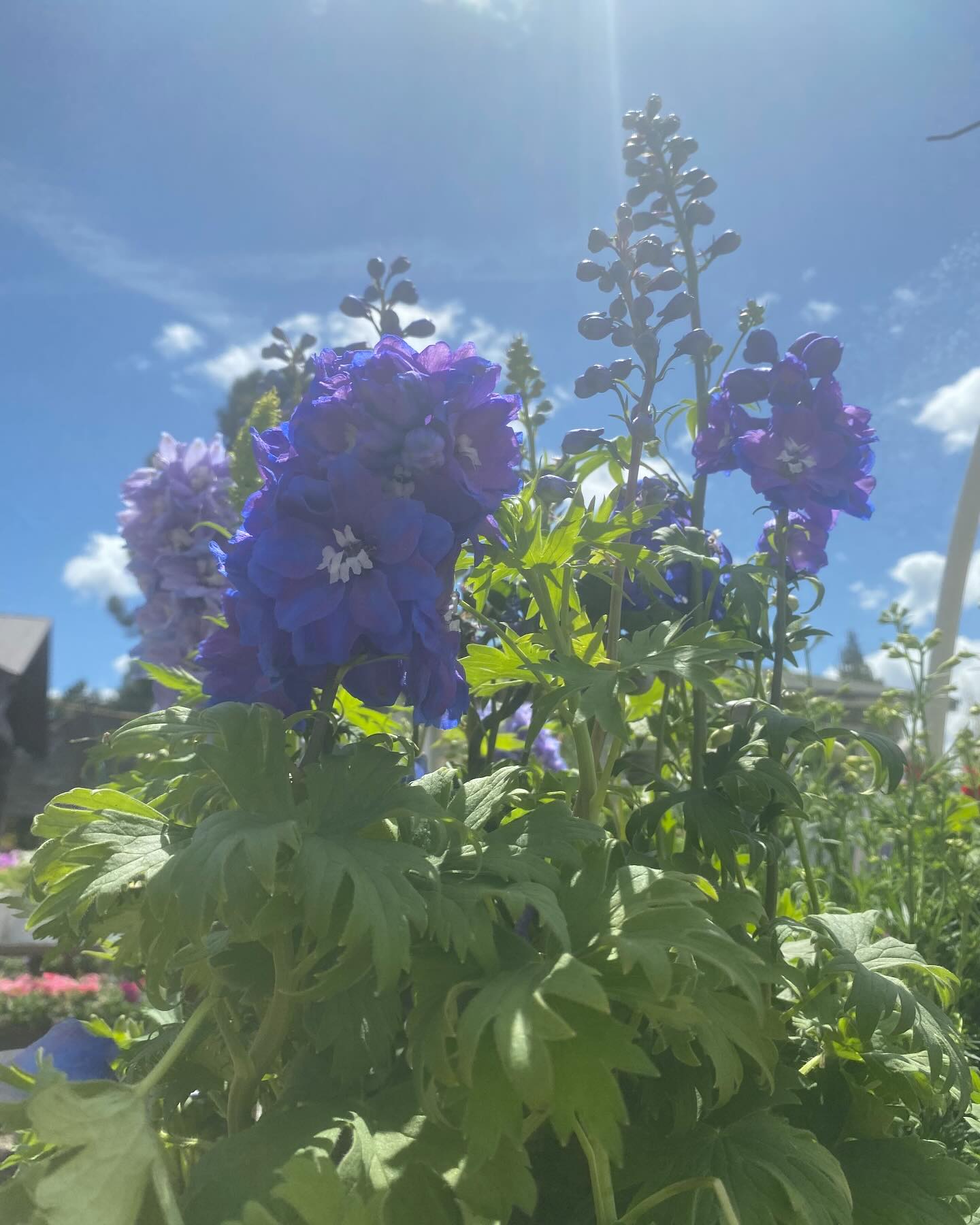 FLOWER DELIVERY😍 we are obsessed! Come grab them while they are hot! Baskets, 6packs, quarts, and gallons!
Open Thursday-Monday // 9am-4pm