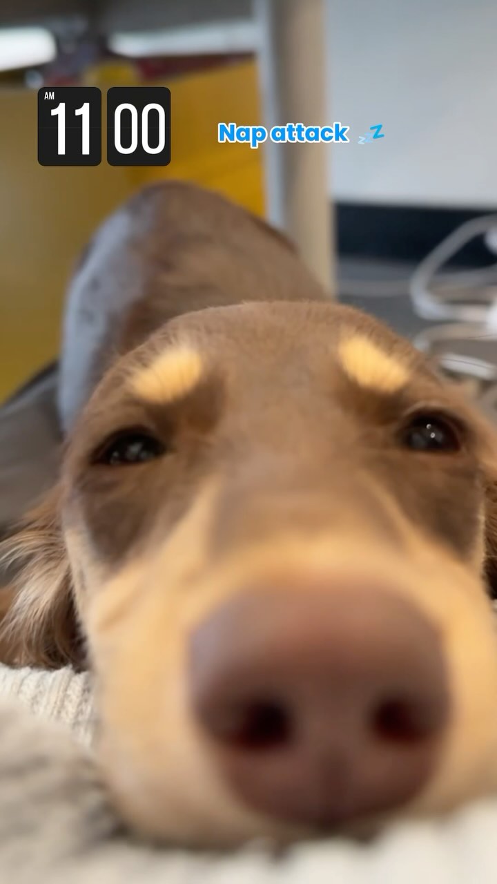 Short legs, big energy 💥
Our joint support chews are part of this doxie’s daily routine—because every step matters when you’re built close to the ground. 🐾
#dachshund #dachshundpuppy #cutedoglife #cutepuppylife #funnypuppyvideos #funnydogvideos #cutepuppies #dogoftheday #dogjointhealth #DogHealth #healthypup #doglife #dogmom #doglover #PuppyLife #havingdogsbelike #petlife #sweetpuppy #dogoftheweek #dachshundlife #dachshundaddict #dogaddicts