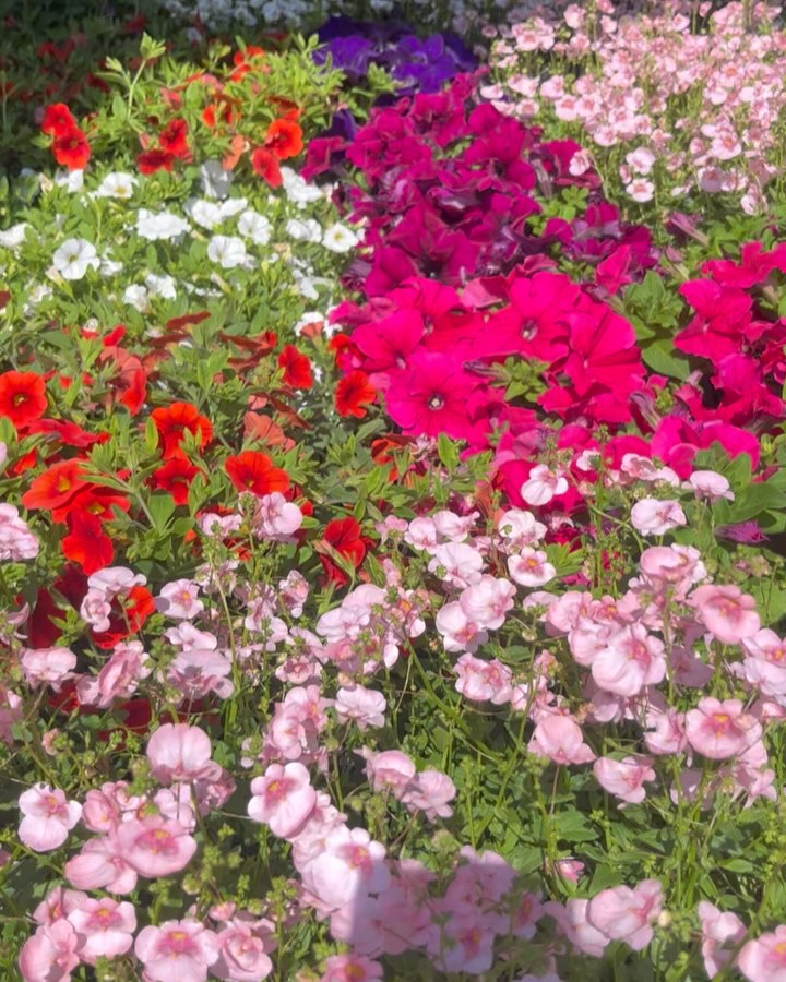 Collected a van load of bedding and stuffed as many in as I could🌸🌺🌻🌼