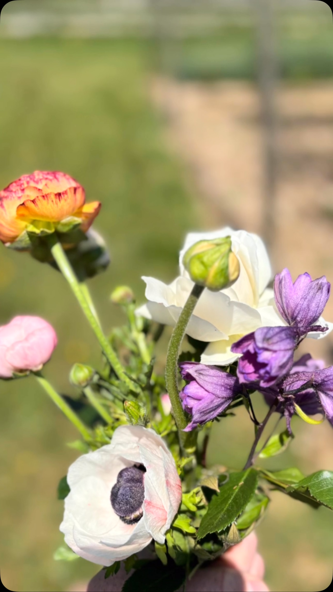 Beautiful lady cuttings from the flower garden @homewoodbath today, waiting patiently for the next flowers to arrive 🌸🌺🌷
Hotel flowers giving country garden vibes
#flowersnug #studioflorist #hotelflowers #supportsmallbusiness #homewoodbath #summerflowers #pinkflowers #cutgarden