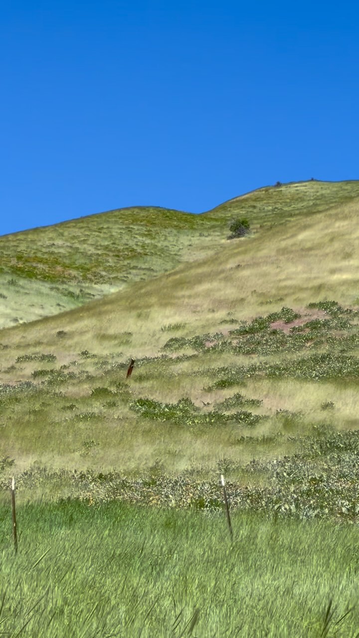 My morning hike just kept getting windier and windier, and by the time I was coming off the trail the fields around me looks like ocean waves. The beautiful patterns and textures were mesmerizing and awe inspiring. #windyfields #wavesofgreen #cashmerecanyontrail #windyaf #hikinglife