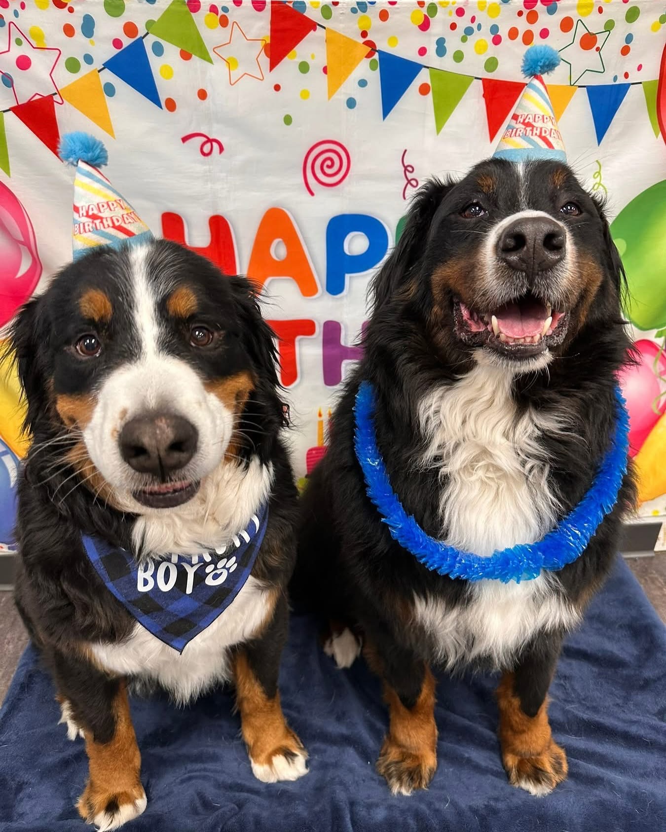 Our friends at daycare sure outdid themselves with Bert Bert’s birthday photo shoot! 📸
Which look is your favorite for our birthday bear and brother bear?? 🥳
#bertoftheday