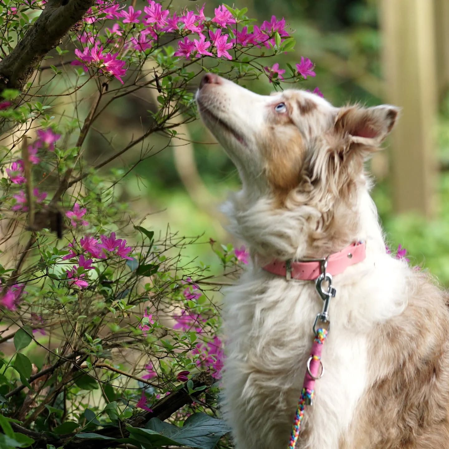 Frühling liegt in der Luft – und wir genießen jede Sekunde davon!
Zwischen blühenden Blumen und warmen Sonnenstrahlen darf natürlich eins nicht fehlen: unsere farbenfrohe Tauleine im Frühlingslook! 🌸
Unsere Tauleinen bringen nicht nur Farbe in euren Alltag, sondern sind auch ein echter Hingucker bei jedem Spaziergang. Handgemacht mit viel Liebe und perfekt für alle, die den Frühling genauso sehr feiern wie wir!
Wie sieht euer perfekter Frühlingsmoment mit Hund aus? Wir freuen uns auf eure Kommentare!
#FrühlingMitHund #TauleineLiebe #WUNSCHLEINEN #HandgemachtMitLiebe #HundeimFrühling #Frühlingsspaziergang #Hundeglück #BuntUndBesonders #LeinenLiebe #Blütenzeit #Frühlingsgefühle #Tauleinen #handemadewithlove❤️