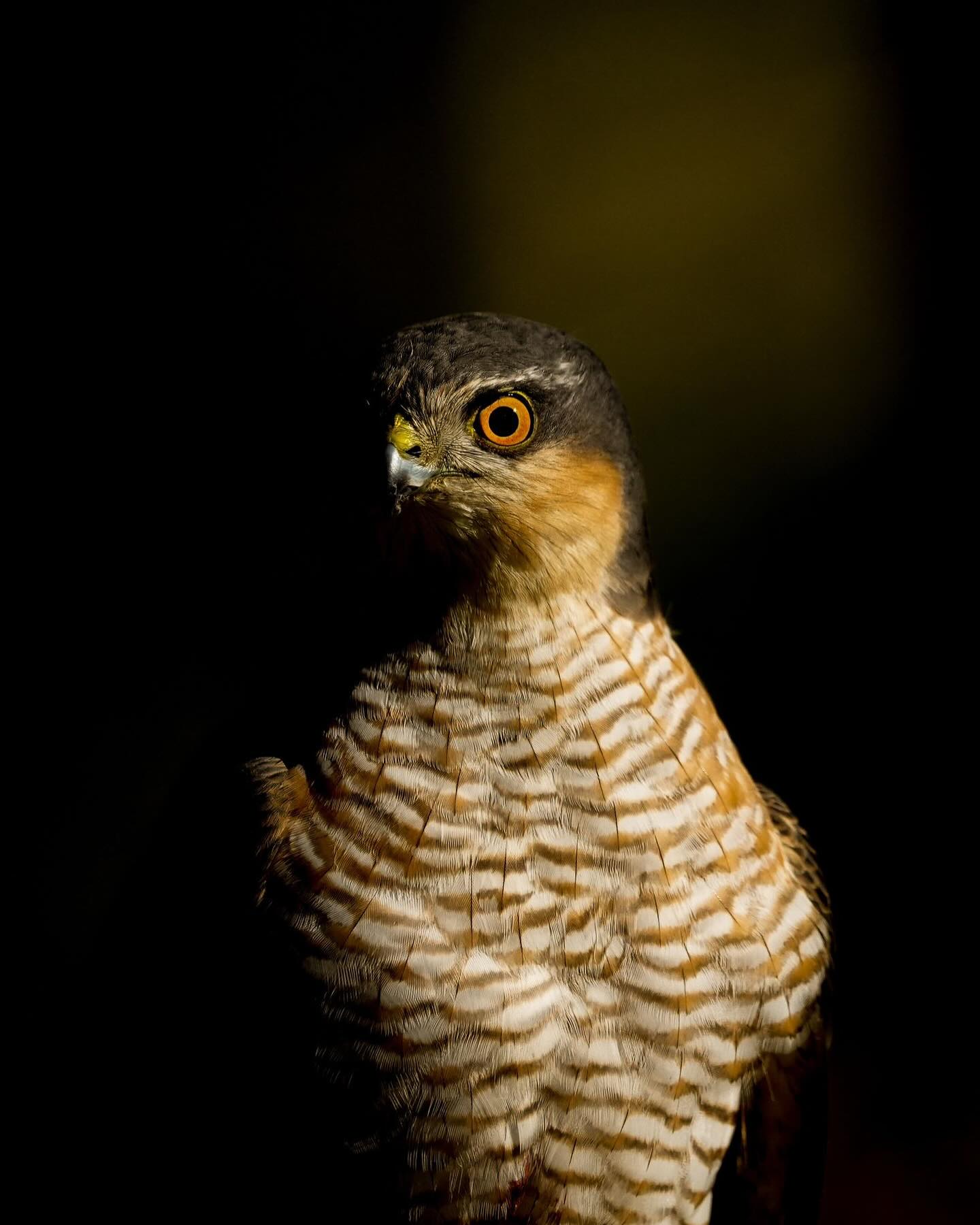 Silent assassin - a sparrowhawk from my Wild Estonja tour š„· This week, I made my first visit to Estonia to test out Wildlife Dreamsā new hides, and some camera kit for Sony. Every day, this sparrowhawk came to the hide - a stealthy hunter catches birds in a flash, before they know what hit them. It was a rare treat to have this male stop for several breaks between hunts, just a few feet away on the other side of the hide glass
.
.
.
#paulalistaircollins #naturelovers #raptorlovers #sparrowhawk #birdsestonia #estoniašŖšŖ #hidephotography #photohides #lowkey #closetonature #thechoiceofcreators #sonyalpha @sony.unitedkingdom @philgould365