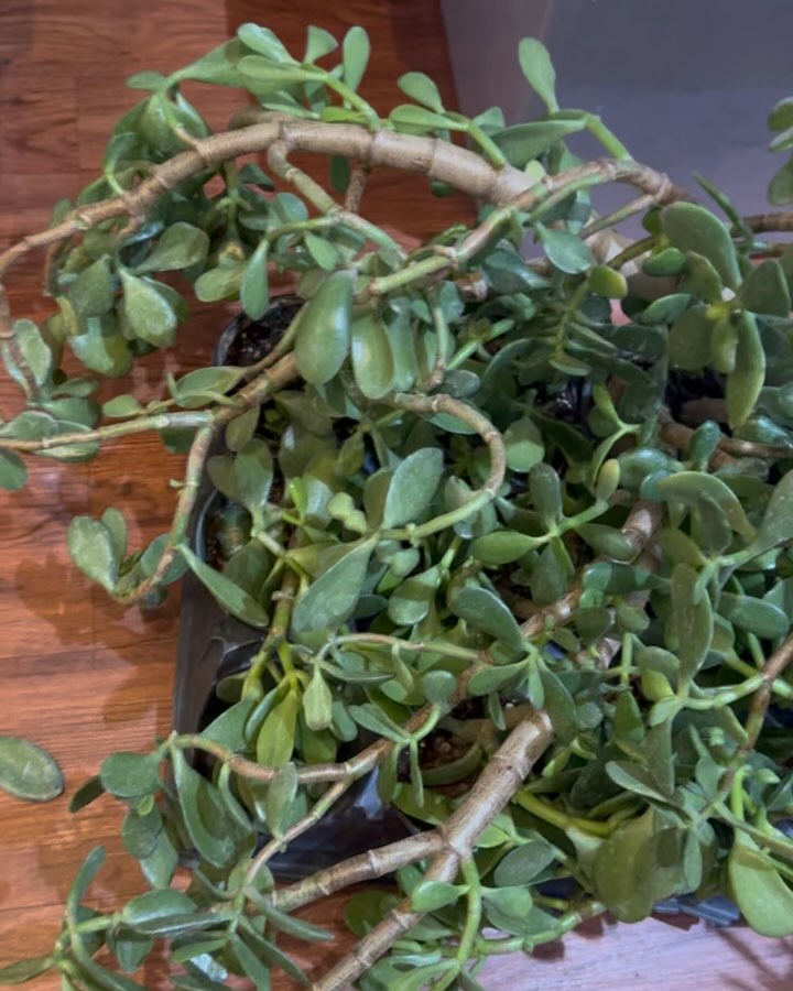 Today is nice day ☺️#plants #plantshipping