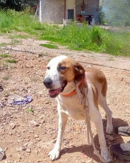 Cindy – LOOKING FOR FOSTER / FOREVER HOME IN THE UK
♂️ Female
🎂 Birth date: 2017 (estimate)
🐕 Breed: Shorthaired Pointer
✂️ Spayed
🐕🦺 Can live other dogs
🐈 Good with cats
👩👦 Good with kids
⚖️ About 30 kg
📏 Large sized
💉 Fully vaccinated
🇹🇷 Currently in Turkey available for Adoption in the UK
She came into our care in October 2024 and is currently safe at a boarding facility in Turkey. Cindy will be ready to travel to the UK from July 2025. We are now looking for a long-term foster or forever home for Cindy in the UK.
Cindy is a beautiful Shorthaired Pointer, rescued from the remote Artvin province in Turkey, near the Georgian border. She was found abandoned near a dam construction site, having suffered terrible injuries — most likely from a construction vehicle running over her back legs. One of her paws was crushed and she sustained slight damage to her spine.
Cindy can stand and walk on her back legs and gets around with ease. She is able to toilet herself without any issues.
We estimate Cindy to be around 7 years old. She clearly had a home before, as she was not equipped to survive on the streets. Unspayed and alone, she gave birth to a litter of puppies — only one of whom survived. Malnourished and vulnerable in freezing conditions that drop to -25°C, Cindy was struggling to find food and shelter when we found her.
Cindy is the sweetest dog you’ll ever meet. All she wants is a warm bed, regular meals, and plenty of love. While her back leg injuries mean she’s not up for long-distance running, she still enjoys gentle walks and exploring her surroundings. She’s friendly with other dogs, cats and children.
If you think you can give Cindy the loving home she deserves, visit her profile at helpstreetcatsdogs.com/cindy and fill in our foster/adoption application form. If you have any questions, don’t hesitate to get in touch.
.
.
.
.
#cindy #adoptdontshop #rescuedog #dogadoption #adoptme #foreverhomewanted #adoptabledog #adoptintheuk #ukadoption #dogsofinstagramuk #cindytherescuedog