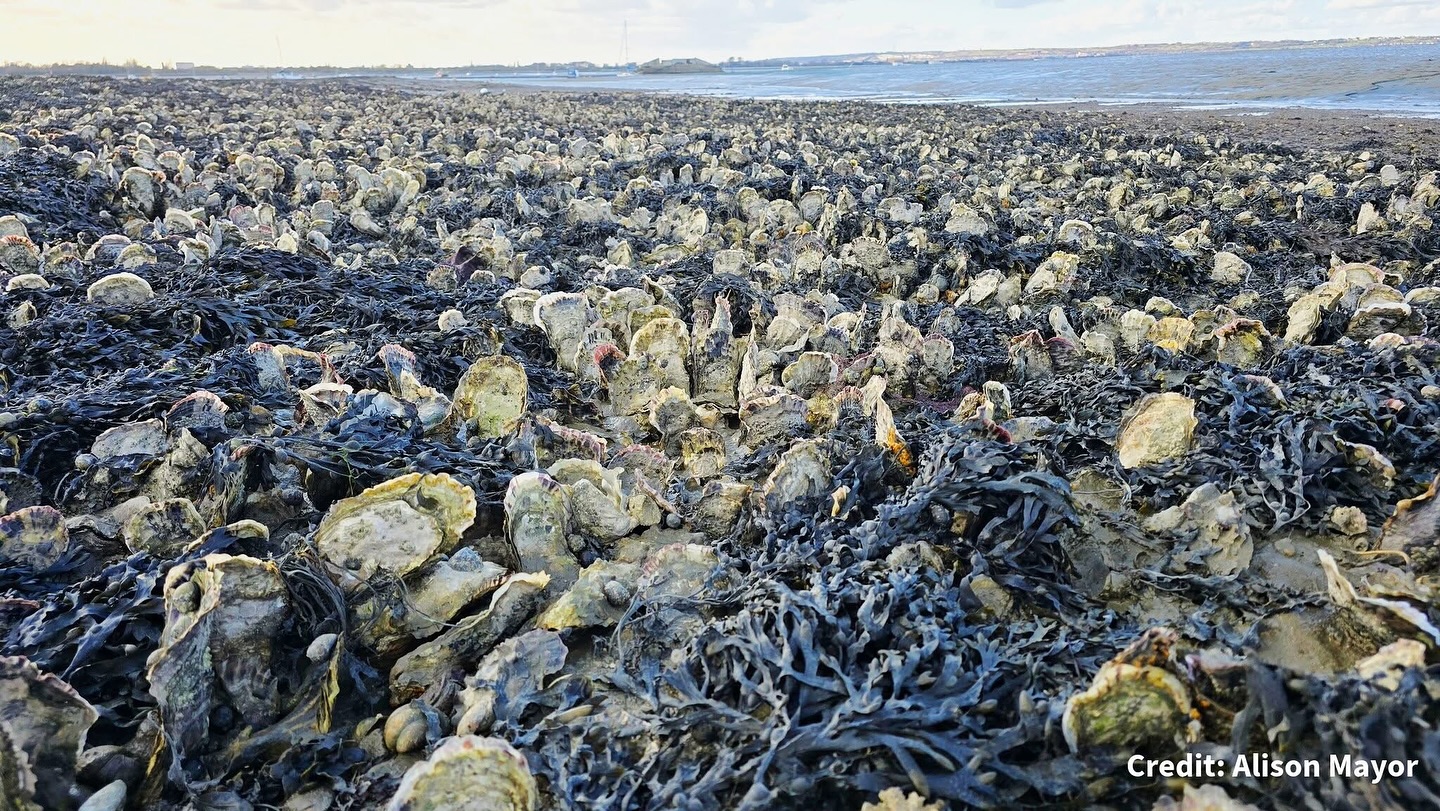 📢What Are INNS and Why Do They Matter?
🦪 Not all visitors are welcome in Langstone Harbour.
This #INNSWeek, we’re shining a light on Invasive and Non-Native Species (INNS) - organisms introduced from outside the region that can disrupt ecosystems and threaten native wildlife.
🔍 Did you know?
• Around 10% of non-native species become invasive.
• The Pacific Oyster, introduced for aquaculture, spread rapidly throughout the Solent
• INNS can arrive via:
🚢 Hull fouling
⚓ Coastal infrastructure
🌱 Habitat restoration activities
Once established, these species can outcompete native organisms, alter seabed habitats, and disrupt food webs.
The picture below was taken by a citizen scientist, showing an extensive Pacific Oyster reef in Langstone Harbour!
📲 Seen something unusual on the shoreline or underwater?
Help us track marine invaders by uploading your sightings to iNaturalist.
Check out our blog post on INNS via the LHB website.
https://www.langstoneharbour.org.uk/post/invasive-species-week
#langstoneharbour #marineconservation #INNS #ProtectOurWaters #inaturalist #portunus