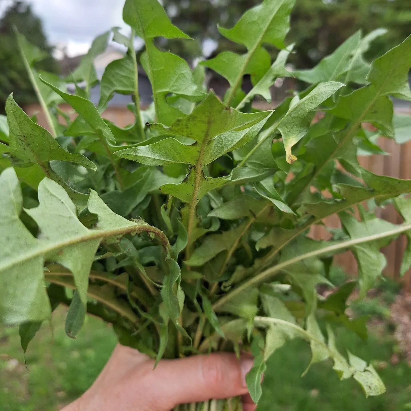Dandelions, picked fresh from my yard. I plan on making a simple salad with these, but you can also enjoy them cooked, which reduces their bitter taste. Dandelions are full of vitamins, minerals, and antioxidants. They're a great source of vitamins A, C, and K; and minerals calcium, magnesium, and potassium. As a bitter green, they also support liver health. Not bad for a little plant that most consider a weed!
* Make sure the dandelion leaves you pick have not been sprayed by pesticides or herbicides.