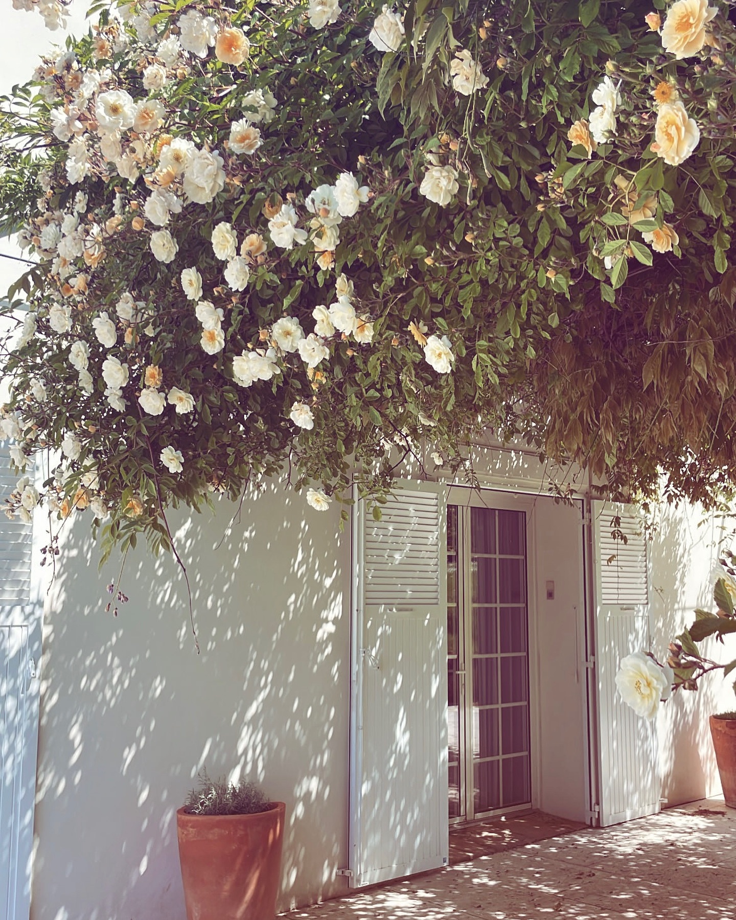 Le printemps s’invite au Domaine et les rosiers s’épanouissent sous les premiers rayons du soleil. 🌸🎠