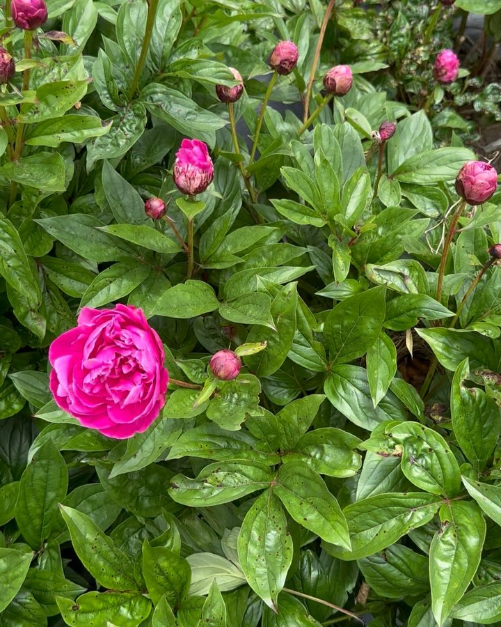 Sweetest little song sparrows nested in the peonies 🫶🏼