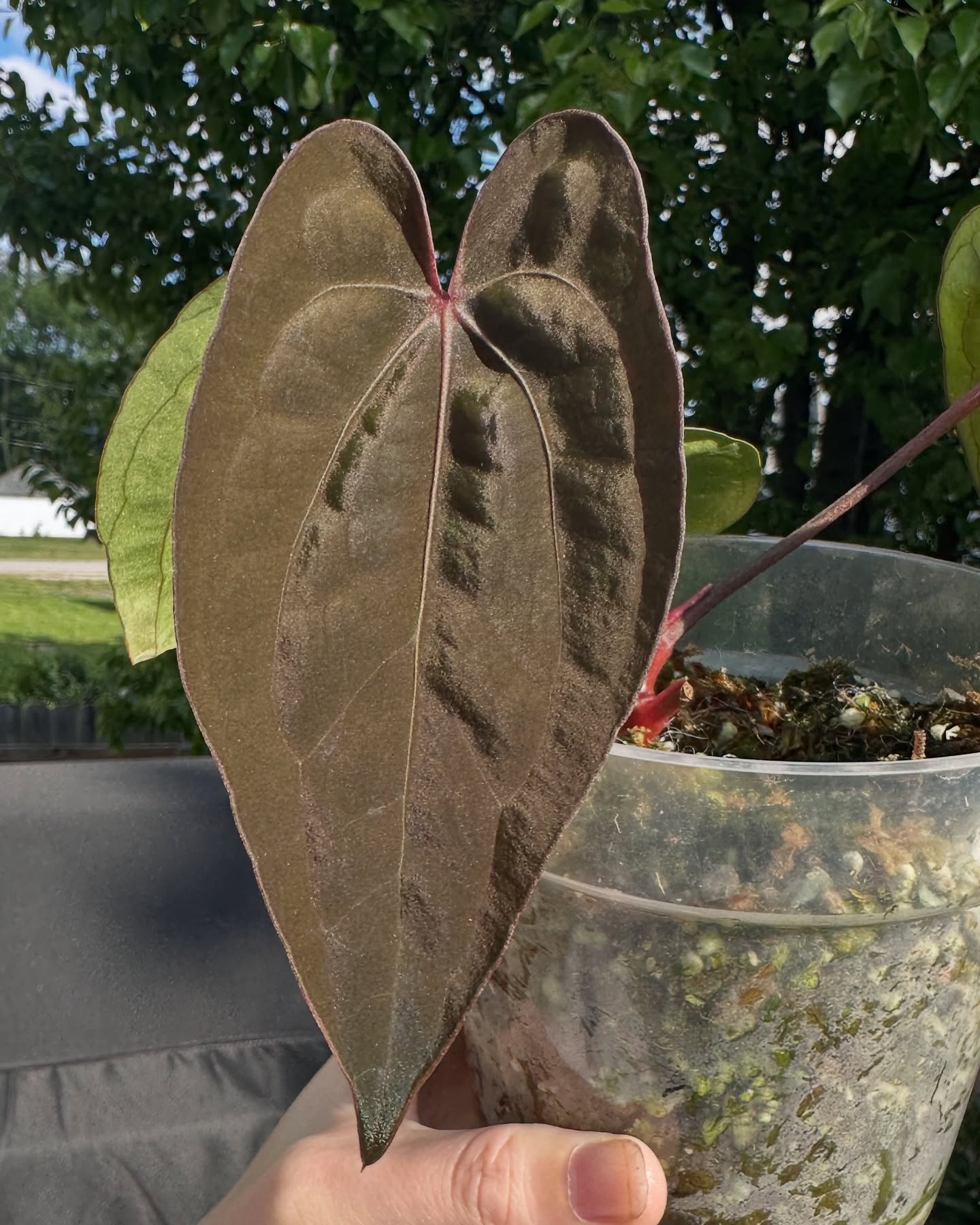 Carla (gph001 x RA unnumbered) X Red Vein Dark Phoenix
When the best lighting is natural lighting 🔥
@rootedrarities
#rareanthurium #darkanthurium #darkfoliage #anthuriumcarlablackiae #anthuriumlovers #anthuriumrvdp #darkvelvet #foliagelove #aroidsociety #aroidmania