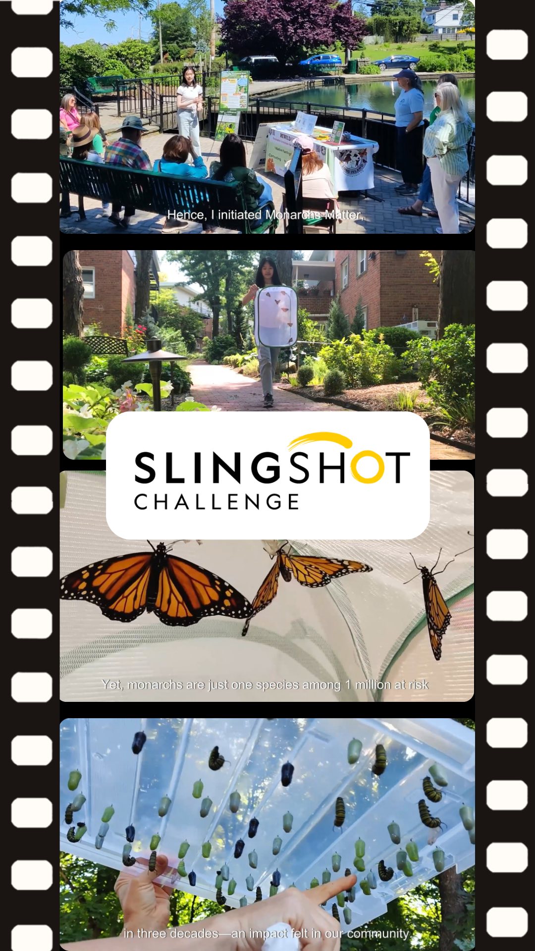 I’m excited beyond words to share this journey with you all! I’m honored to be selected as a Top Honors Awards recipient in the 2025 #SlingshotChallenge from National Geographic Society (@insidenatgeo). Each Slingshot Challenge video is a testament to the belief that every action, no matter how small, can ignite meaningful change 🌎💫
🗳️ Watch my 1-minute video “Monarchs Matter” along with other inspiring winning ideas, and vote for your top 5 for the People’s Choice Award from May 14 - 31:
Link in bio or visit
https://slingshot.videosforchange.org/showcase/voting
🎞️ Video credits: National Geographic Society
#monarchsmatter #nationalgeographic #biodiversity #protectbiodiversity #storytellingforchange #youthactivism #endangeredspecies #monarchbutterflies #habitatrestoration #environmentalawareness #takeaction #peopleschoice #youthadvocacy