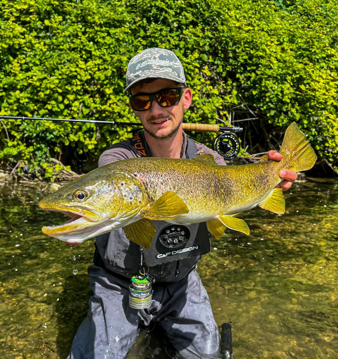 Ma première 60 cm de l’année en côte d’or avec celui qui m’a tout appris Cedric Nolin. Un beau coup de ligne entre les branches avec une torrentueuse, et un peu de chance lors du combat pour l’extirper de tous ces embâcles ahah 😂😅
Bonne ouverture de l’ombre à tous demain pour ceux qui ont la chance d’en avoir encore 🙏🏼
https://www.halieutique-gdn.com
#truite #truites #truitefario #truitesauvage #pechealamouche #pecheenfrance #pecheautoc #pêcheennymphe #nymphs #nymphe #pechetruite #trout #troutfishing #troutbum #troutflies #troutfly