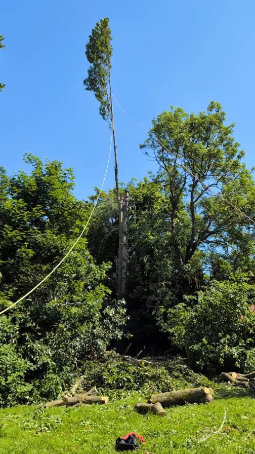 Started the week in London removing a failed multi stem Ash and re-pollarding the neighbouring Poplar 🌳✂️ @m1waymason and @treemonkey13 on excellent form in the trees to deliver this one 💪 definitely pleased to get back to north Hampshire's lack of traffic yesterday! 🚘
Thanks @hampshireheartwood for the hire of your skidsteer to get the wood out!! 🏗️
@bethandewey @matdewey
#treeremoval #treecontracting #andovertreesurgeon #winchestertreesurgeon #hampshiretreesurgeon #treesurgery #hampshiretreesurgeon #wiltshiretreesurgeon #arborist #ashdieback