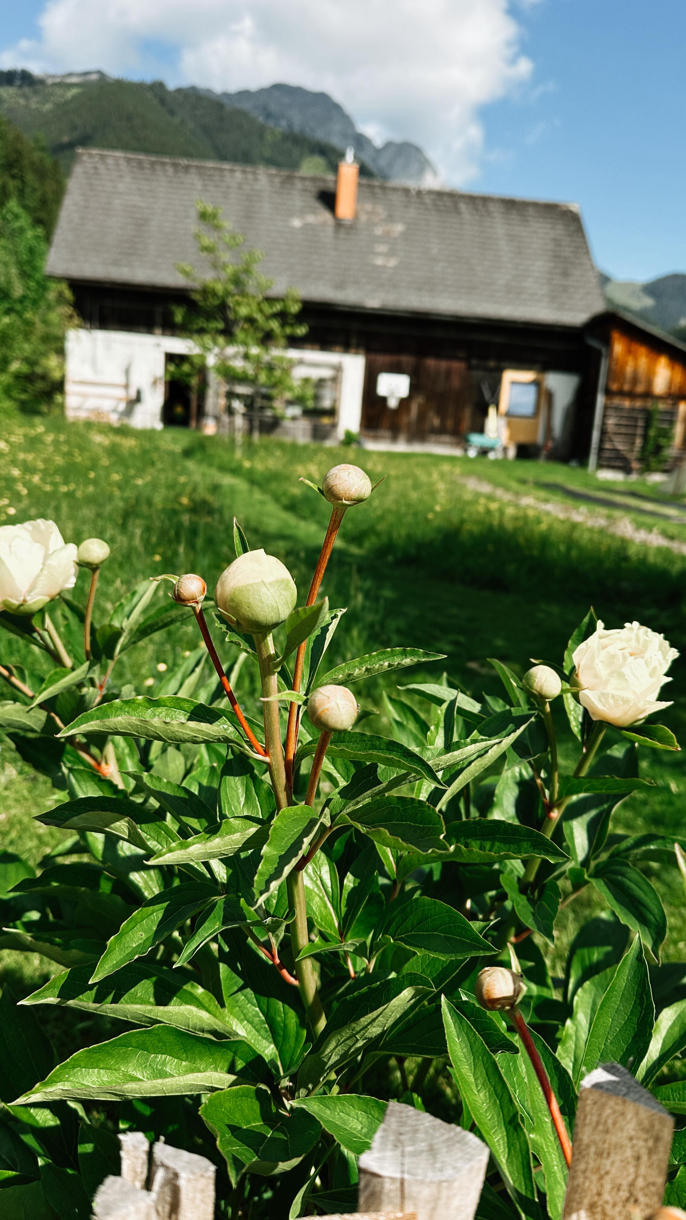 Heute nehm ich euch mal wieder mit bei einem klitzekleinen Ausschnitt der Arbeit im Blumengarten. So frisch kommen die Blumen zu euch!
#blumenmachenglücklich #esissoschön #slowflowers #slowflowerbewegung #blumendieanmorgendenken #radbote