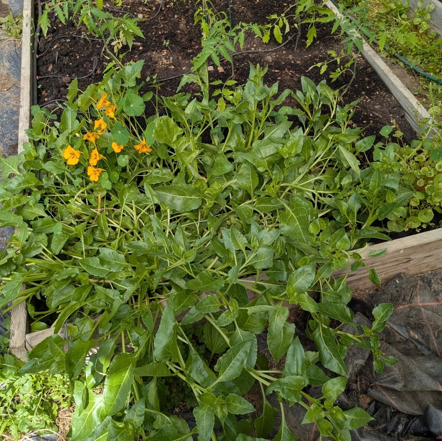 The tunnel is loving the light and warmth at the moment. The sea beet has been astounding this year The ancestor of all things chardy and beety, it was domesticated about 10,000 years ago apparently.