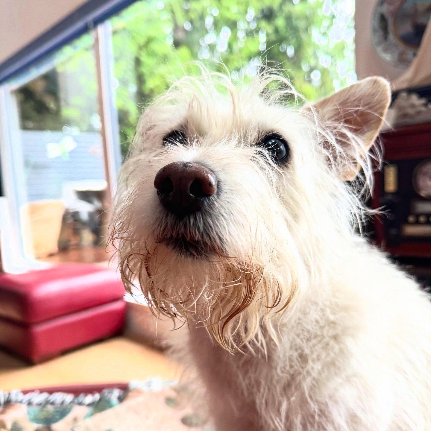 Look who I stopped in to see!! Pup Country Alumni and OG Snowy!! She has retired to the Beach and is living her best life! She was so excited to see me! Of all the dogs she misses the Sheru’s and Toby the most!
#OG #PUPCountry #terrier #imissyou #gooddog #oldfriends #puppylove