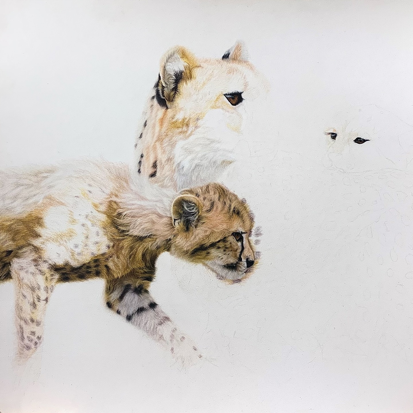 Anyone a Cheetah fan? I’ve been working on this original piece of a mum and her two cubs 🥰
I’ve been jumping all over the place, as it has been really challenging me… but I’m determined not to be beaten! Lots of fur direction changes, fluffiness and delicate colour work happening. Just a case of slowly chipping away at them as and when I can.
Hopefully they’ll be finished in time to make Mother’s Day cards next year! 😂