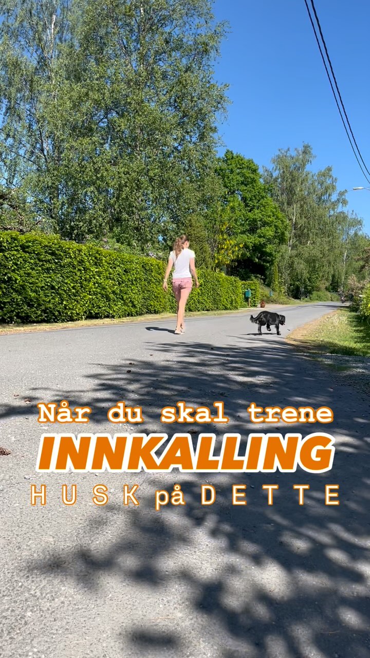 Tips når du skal trene I N N K A L L I N G ✨
1️⃣ Ikke stå stille - beveg deg bakover eller bort fra hunden! Det vekker nysgjerrighet og lek 🤸🏽♀️ helt inn til oss, og ikke bare den «første kontakten».
2️⃣ Belønning er mer enn bare å gi en godbit - la hunden jage noe den vil ha, for eksempel en pinne eller deg! I mens du heier og girer den opp med stemmen og kroppen 🥳🕺🏾
3️⃣ Pass på at hunden ikke bare tar godbiten og så stikker på direkten! Be den sitte, gjøre noen lette og gøye triks eller gi flere godbiter før den får gå fri igjen 🍪
4️⃣ Tren OFTE på innkalling når det ikke er forstyrrelser eller annet som frister! Det skal være som en artig lek, der vi legger opp til suksess 🌟 og ikke ender med hunder som kikker etter nye rampestreker hver gang vi roper.
🧩 Et hot tips er å starte allerede i hagen med å bygge god kontakt og rutiner! Og bruk langline på tur - fordi; 1. det er båndtvang, og 2. da unngår dere uvaner, men bygger mer bonus og positive opplevelser SAMMEN ❤️
LYKKE TIL MED TRENINGEN 💪🏼☀️