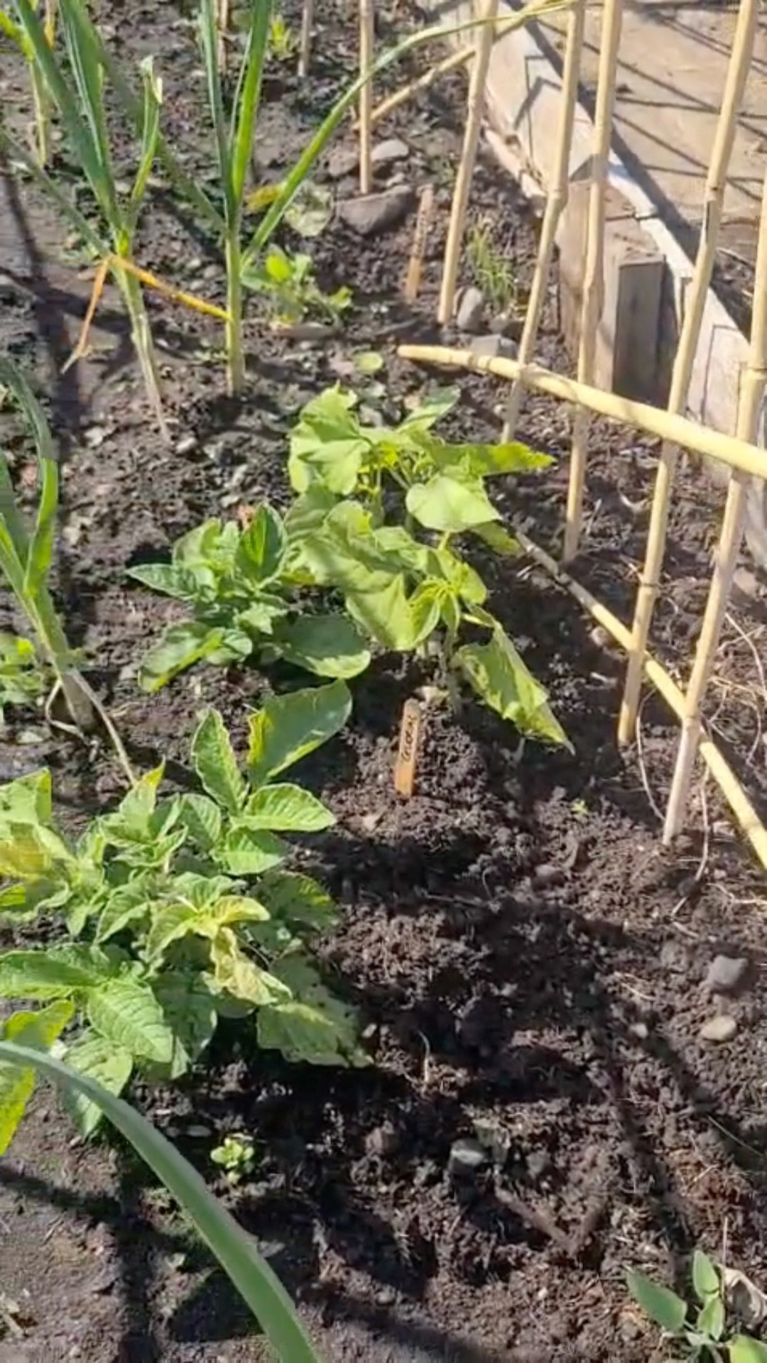 Part 1: Take a look at how our allotment is doing! 👀 We have almost reclaimed all 12 beds 😱 Never thought it would happen. Though we have DEFINITELY decided to leave one bed to nature 🤣 There is so much growing, and I still have loads of things to transplant, but feeling very proud in this moment 🥰 Big shout out to Nath & my niece for all their help 💚 I'll post a before and after photo later this week for anyone who didn't see how WILD it was when we got it! #allotmentlove #allotmentuk #allotmentlife #allotmentsofinstagram #allotment #gyo #growyourown #vegetablegardening #vegetablegarden #allotmentdiary