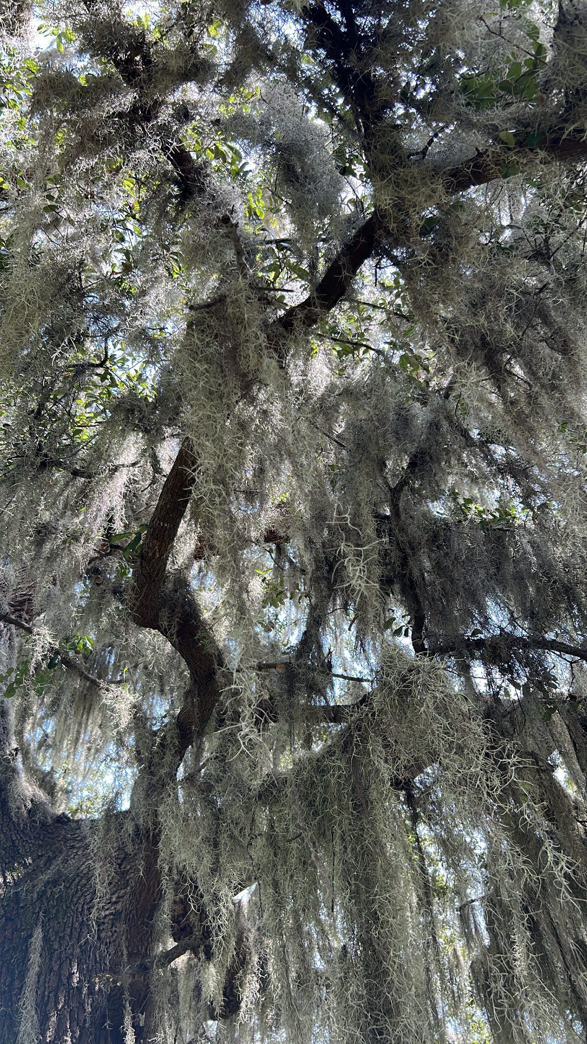 🧑🏻🌾
#lawncare#lawnmaintenance#lawncareservice#lawncareservices#orlandofl#orlandoflorida