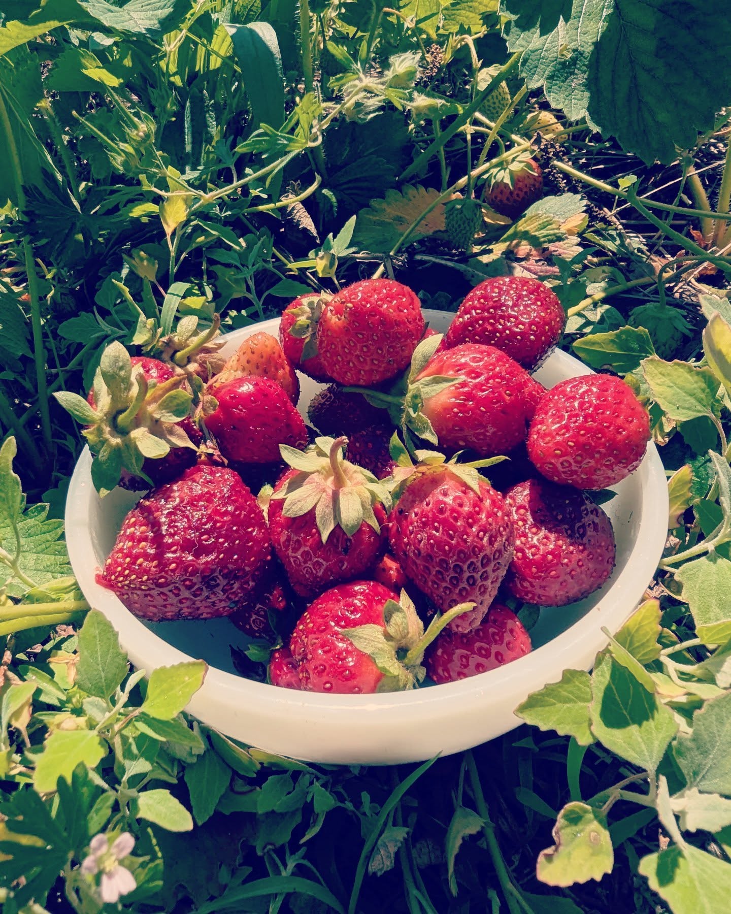 It's crazy how different fresh picked strawberries are from what you get in the store. 3rd year with this patch and getting a lot of berries now.
These strawberries are an ever bearing variety but it's hard once the summer weeds start taking over. Going to mulch it this year to see if I can turn the tide of this ongoing battle.
Any tips?
#gardening #garden #strawberry #strawberries #gyo #gardeninglife #gardeningtips #garden #growyourfood #growyourownfood #homestead #homesteading #homesteadlife