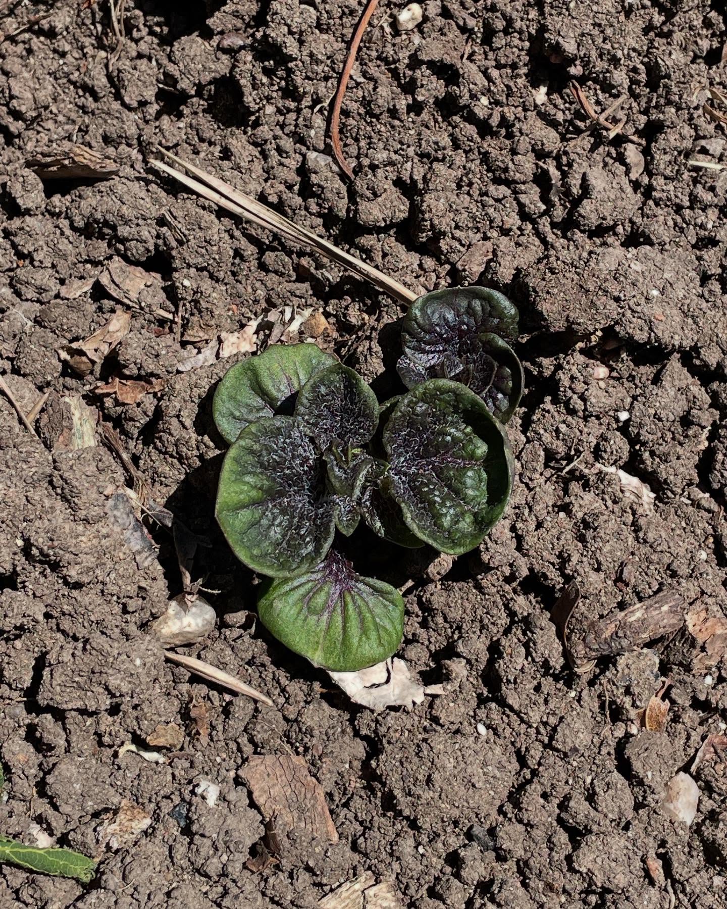 The potatoes are starting to pop out!