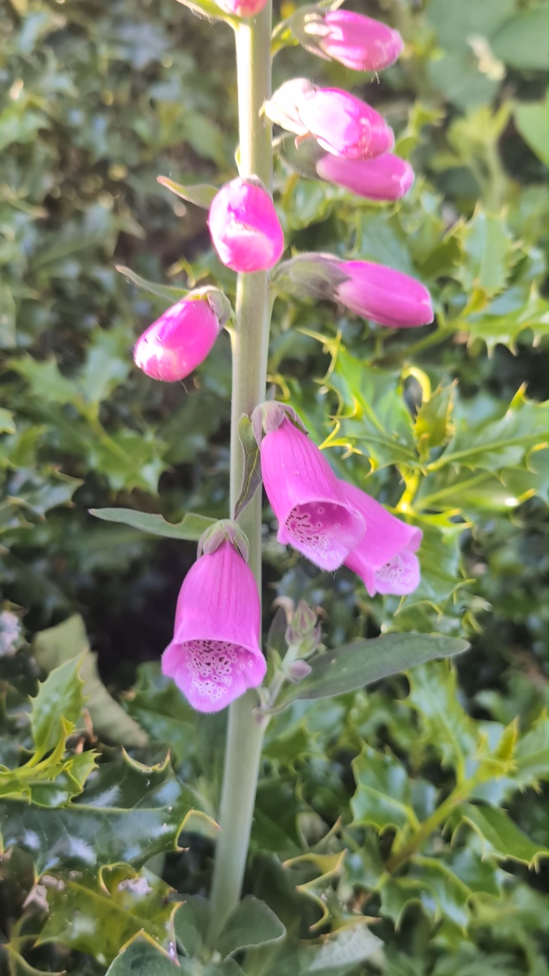 So much nature in bloom on Benbulben this week
#sligo #benbulben #wildatlanticway #irelandinfocus #naturephotography