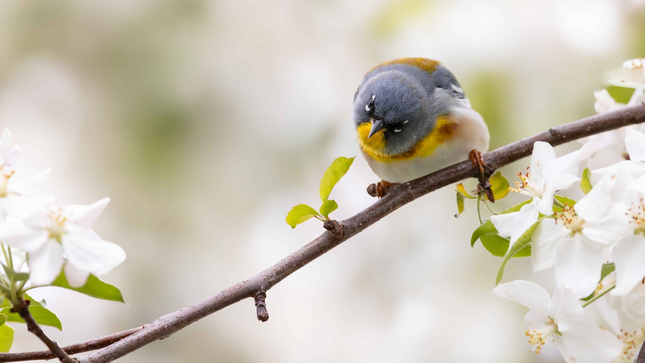 The Fierce Parula
Parula warblers are known for their delicate beauty, their sweet, gentle presence among the branches. But this image captures something unexpected—a fiery determination in his gaze, a confidence that far outweighs his tiny frame.
I have dozens of photos of this bird looking utterly adorable, but this one stopped me in my tracks. His direct stare, sharp and unwavering, reminds me of those little dogs who believe with their whole heart that they are the biggest, baddest creatures in the world. In this moment, he isn’t just a warbler—he is fearless, commanding, and brimming with personality. I am proud to have caught this glimpse of his untamed spirit.