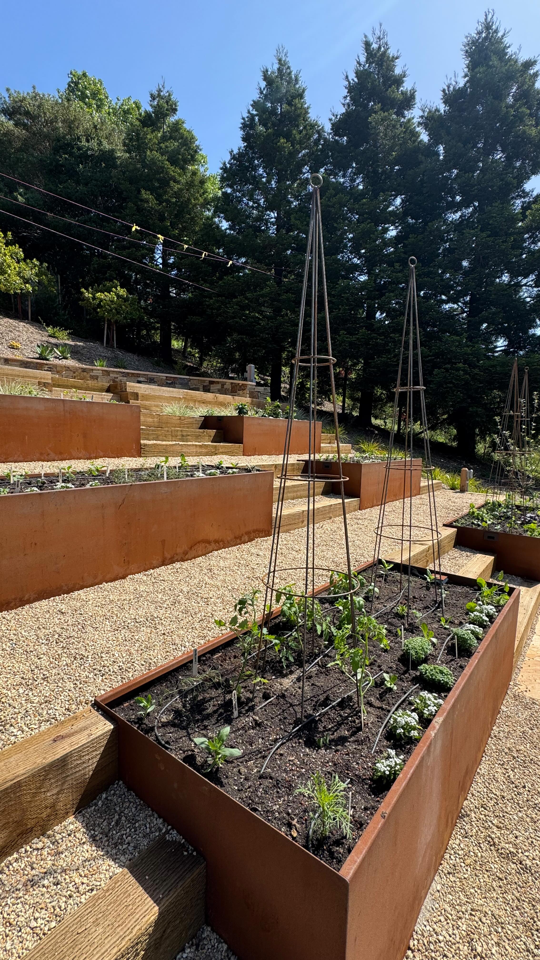 Today we set up this gorgeous corten steel kitchen garden for the warmer months ahead. It won't be long before it's overflowing with organic summer goodies!
We amended the soil, added some garden trellises, planted organic veggies, and taught the home owner about their new garden.
#yardtotable #yardtotablemarin #organicgardening #marincounty #tiburoncalifornia #kitchengardens
#gardencoaching