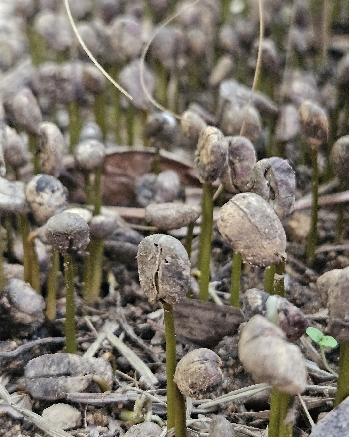 ⸻
New beginnings at El Gigante.
Each sprout carries the potential of a future cup. A journey from seed to the cup ✨☕️
#ElGiganteCoffee #CoffeeSeedlings #SpecialtyCoffee #FromSeedToCup #GuatemalanCoffee #CoffeeFarming #FutureHarvest #CafeDeEspecialidad