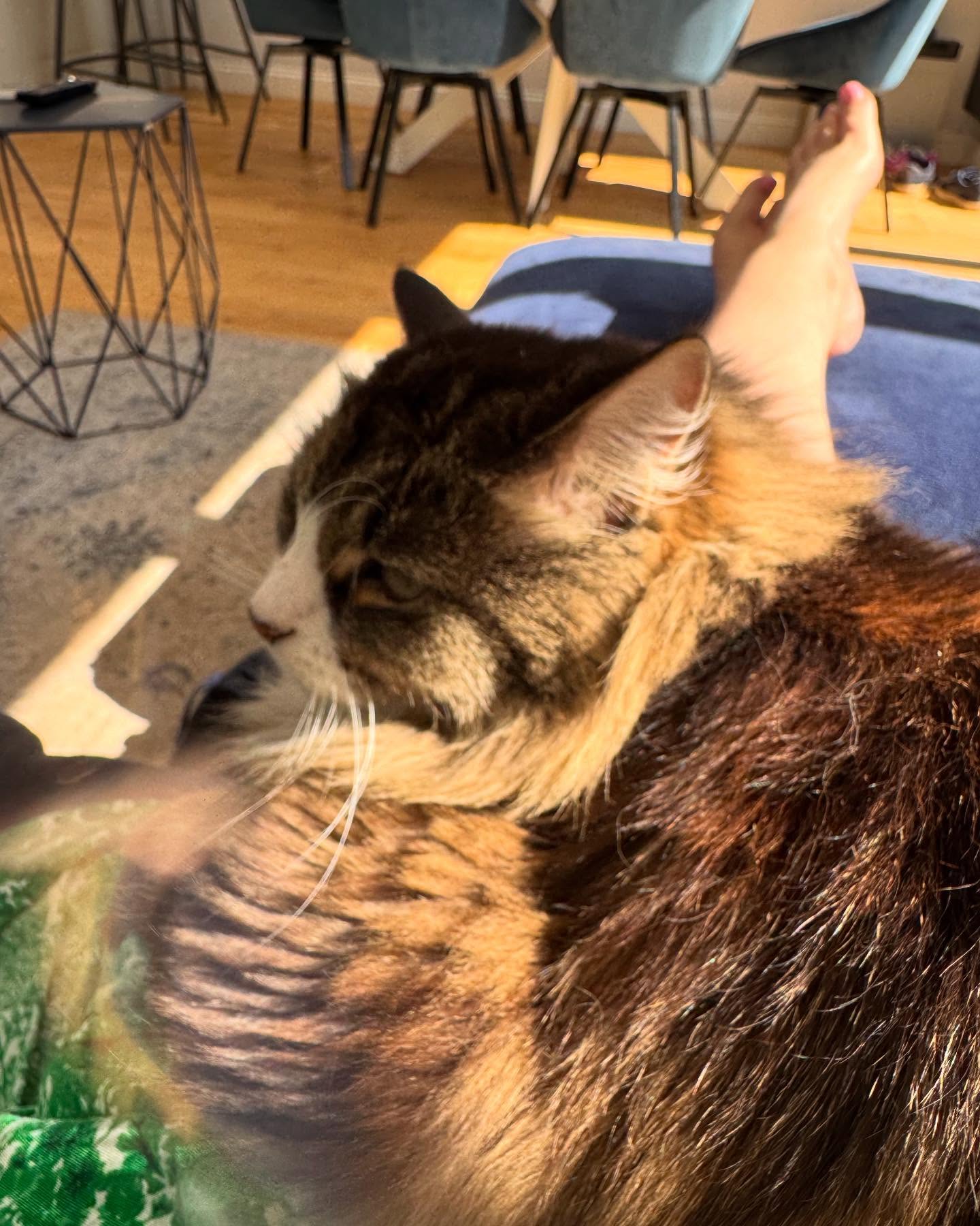 Lazy mornings with Choo Choo #siberiancat 😻