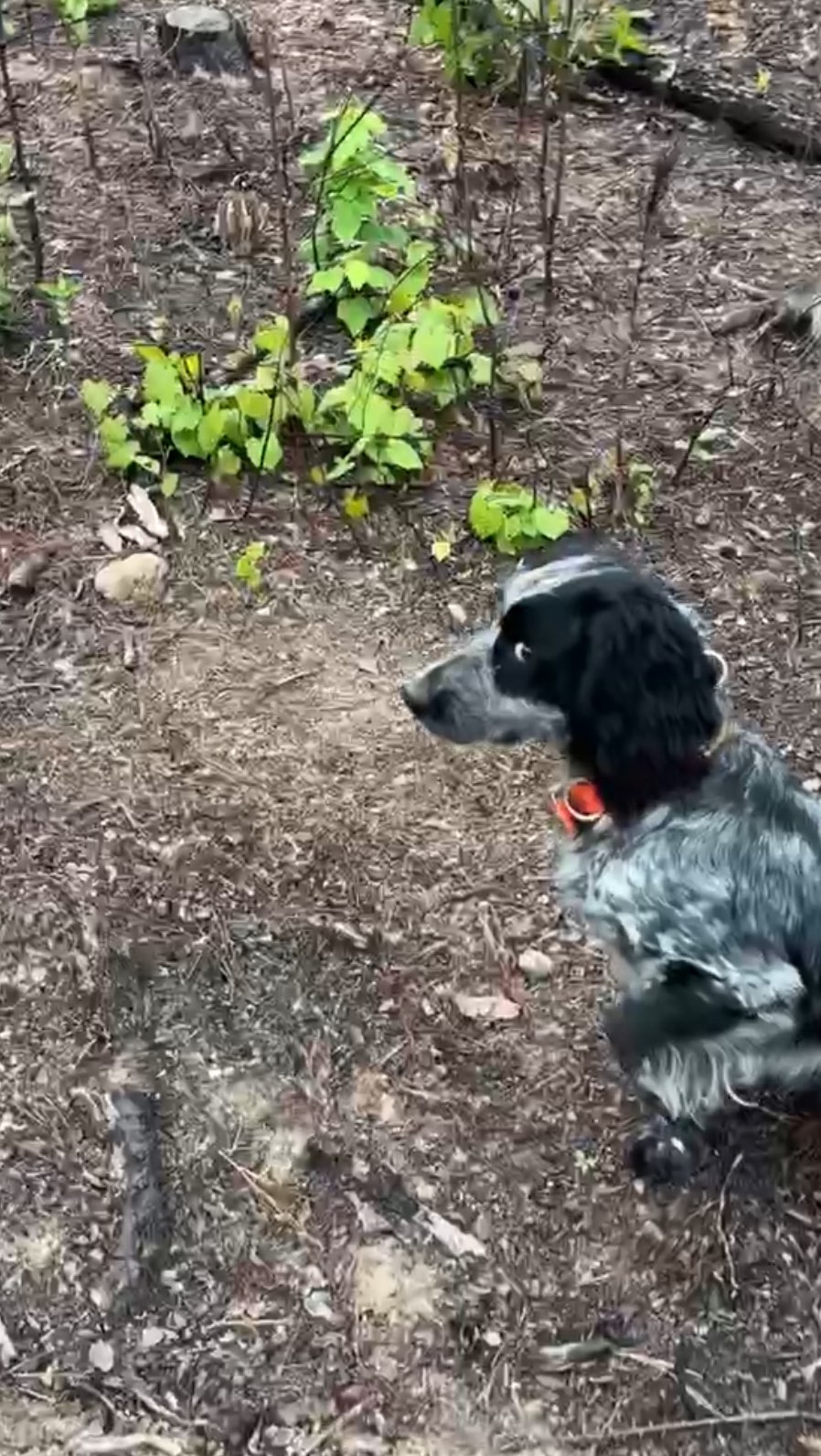 The side eye on this one… 😂
.
.
.
#schillingsgundogs #schillingsgundogstraining #sgdtraining
#uplanddogtraining #uplanddogtrainer
#gundogtraining #gundog #birddogtraining #birddog #retriever #retrievertraining
#guidedhunts