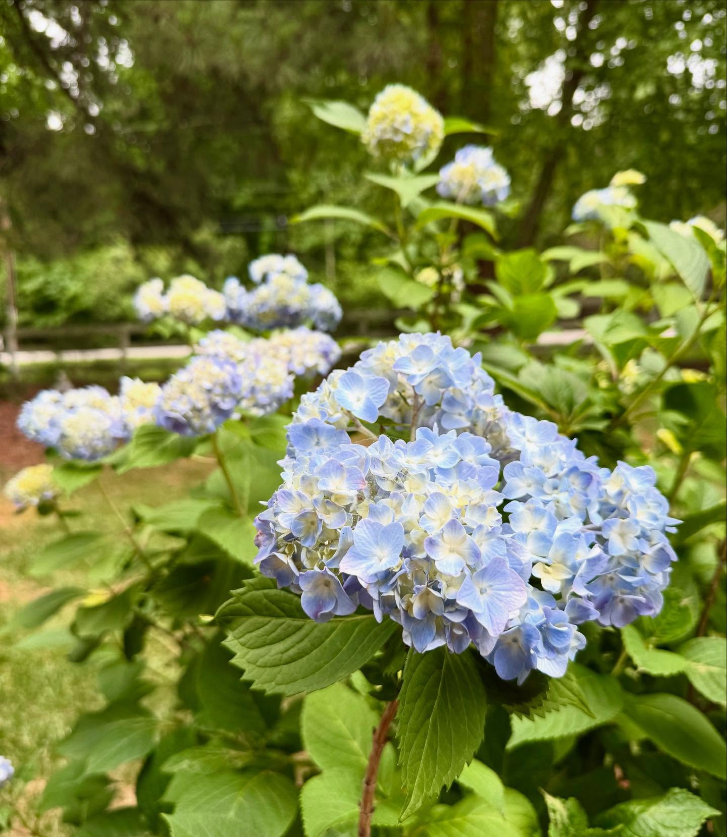 Finally seeing some blooms on my hydrangea plant and it brings me so much joy! Love these big, billowy blooms and not to mention the color is my favorite too. πΏπ₯π