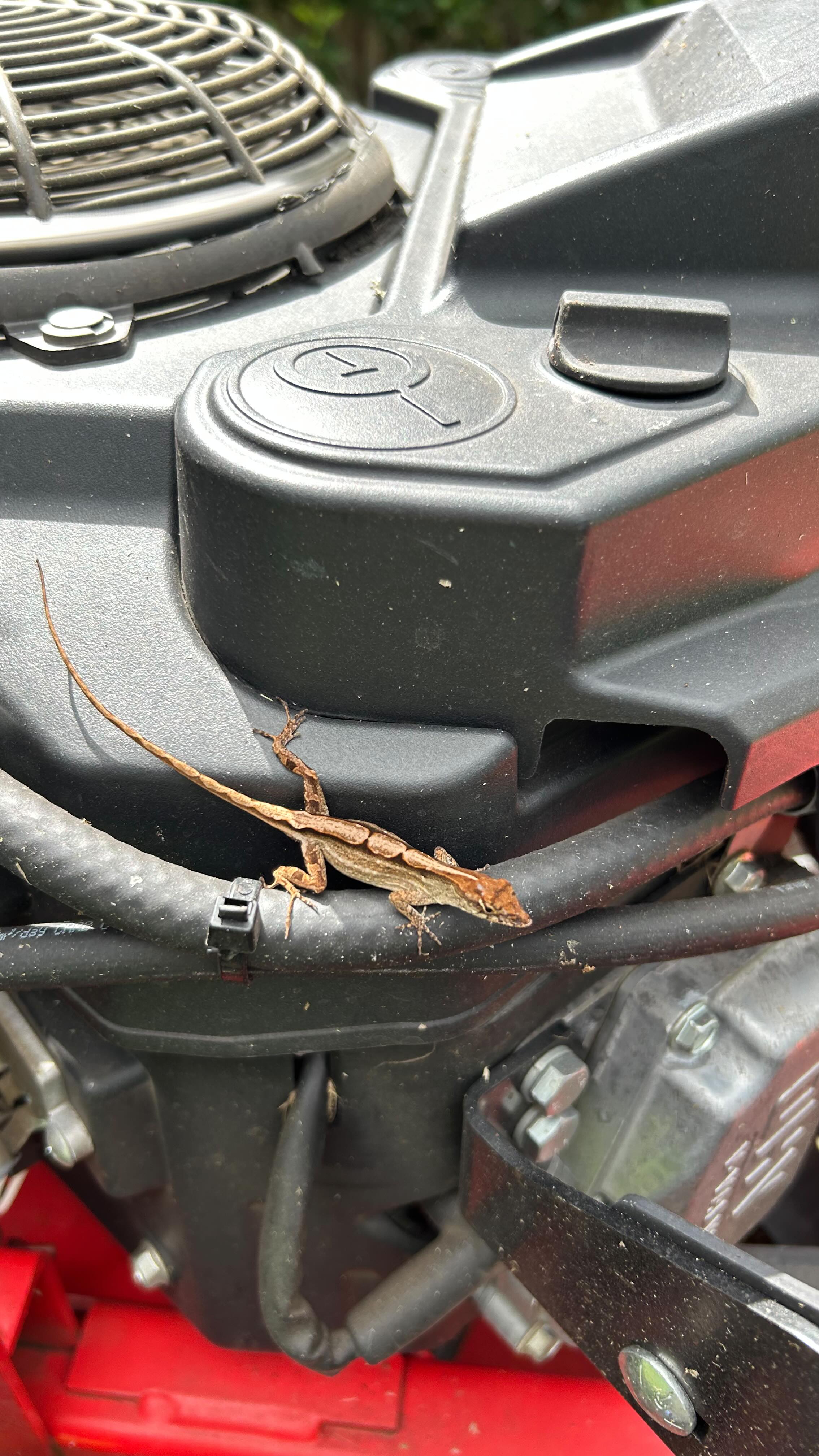 🧑🏻🌾❤️🔥
#lawncare#lawnmaintenance#lawncareservice#lawncareservices#orlandofl#orlandoflorida