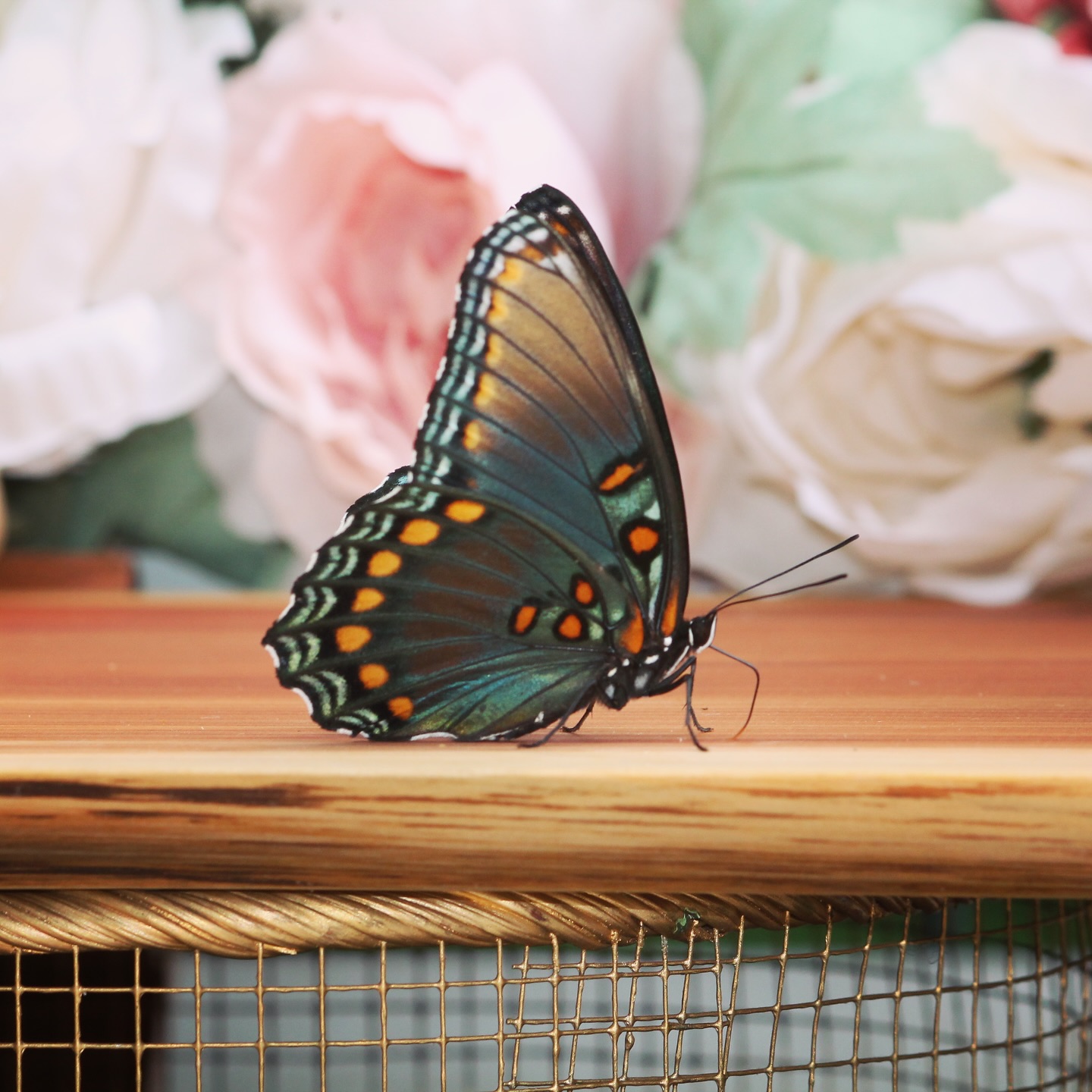 This gorgeous Red Spotted Purple joined us for quite a while yesterday. Our voluntary mascot for the afternoon of our Midwife Appreciation Luncheon at the beautiful Kincaid Manor.
Butterflies are living metaphors for personal growth, transformation, and change, so it had me looking around at the tables full of all these incredible women, listening to their stories, watching them laugh -- and wondering what kind of transformation, growth, and change was being set in motion by our coming together in that way. Independent, but always better together.
What I didn't consider yesterday was also their representation of strength and independence despite their delicate form. How fitting was that little visitor's presence at a midwife gathering? Midwives (maybe small, but mighty), from the beginning of time, carry a strong sense of independence and an innate ability to weather the storms (that occasionally accompany birth) that most of the rest of the population could not.
And, even more, butterflies remind us of beauty, elegance, and joy -- and that's a side of us that we might not always get to see in each other when we come rolling in at 3am or after a very long 27hrs... but yesterday was just for us.
Strong, independent, beautiful, elegant, joyful, ever-becoming:
MIDWIVES
.....
#bettertogether #strongindependentwoman #midwives #ladieswholunch #redspottedpurple #midwifeappreciation #itwasalovelyday