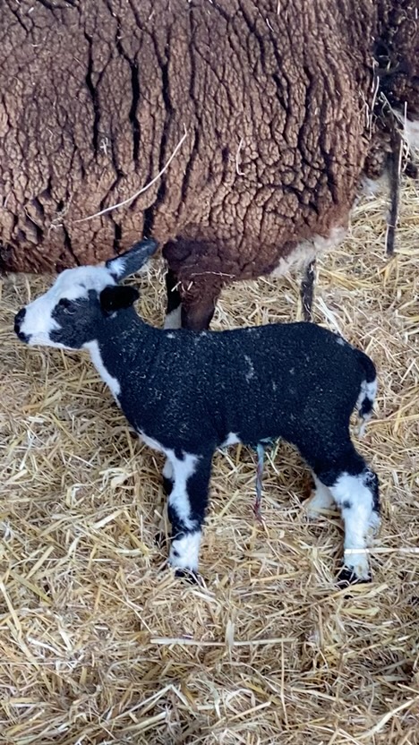 Newborn lamb!!
I was on the East Sussex farm where I grew up last week. This Zwartbles lamb is just a few minutes old - you can see her umbilical cord is still attached. Lambs are so amazing the way they stand up and walk about as soon as they’re born. It never ceases to fascinate me.
#lambingseason #sussex #farmlife
