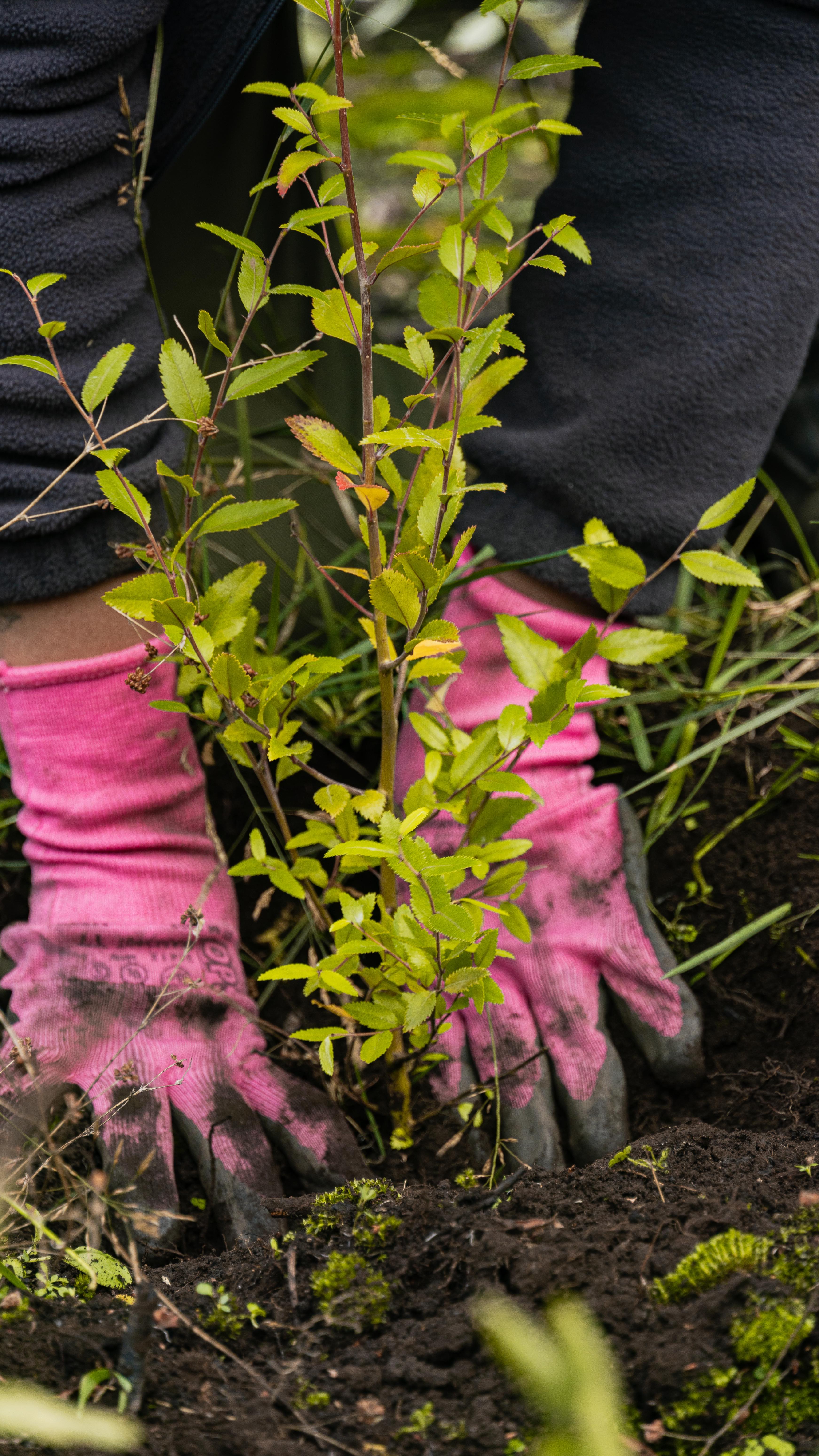 Restaurar es mucho más que plantar 🌱🧡