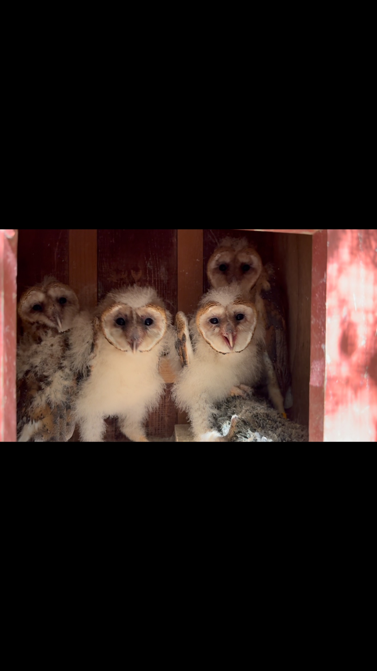 Ever heard a screeching night at night? No, you are not hearing a screech owl, you are actually hearing our native species, the Barn Owl.
One of the most common comments we get at events is people hear a bird screeching and they associate it with our other native species the Western Screech Owl. Western Screech owls actually make more of a tooting or trill noise. Barn owls are actually the ones that make that screeching noise, as heard in the video below.
These 5 baby barn owls fell out of their nest and have recently joined us at WERC. Already eating on their own, they are growing daily and will soon be flying! Stay posted on their development here or on our Facebook page!
#werc #wildlife #barnowls #owls #bayarea #southbay