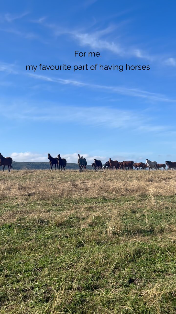 Open fields. Lots of forage. Sunlight. A herd to belong to. Sandy rolls. Mutual grooming.
Horses are so much better off when we remember they are horses, and just treat them that way. ❤️