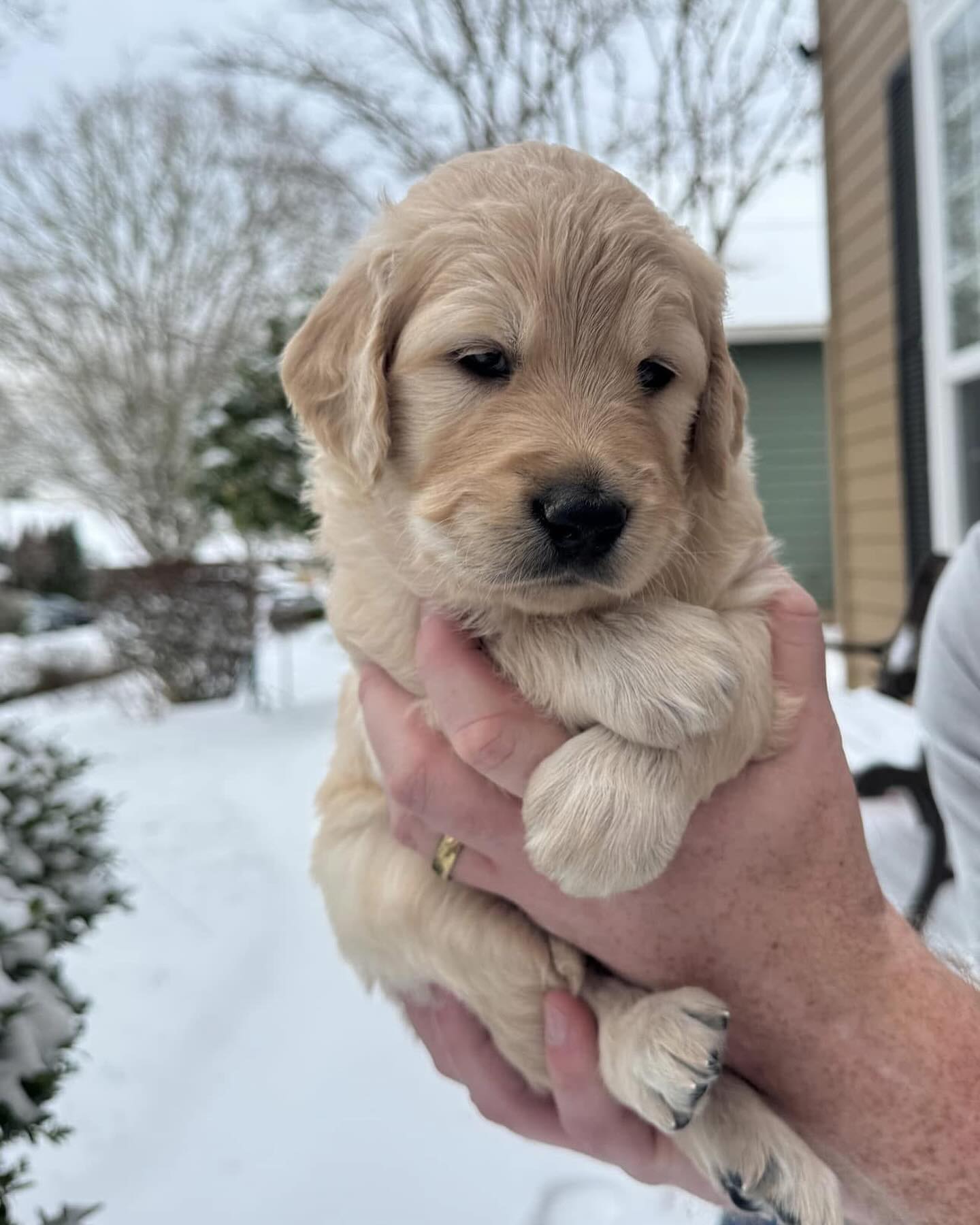 Dreaming of our winter litters! ❄️