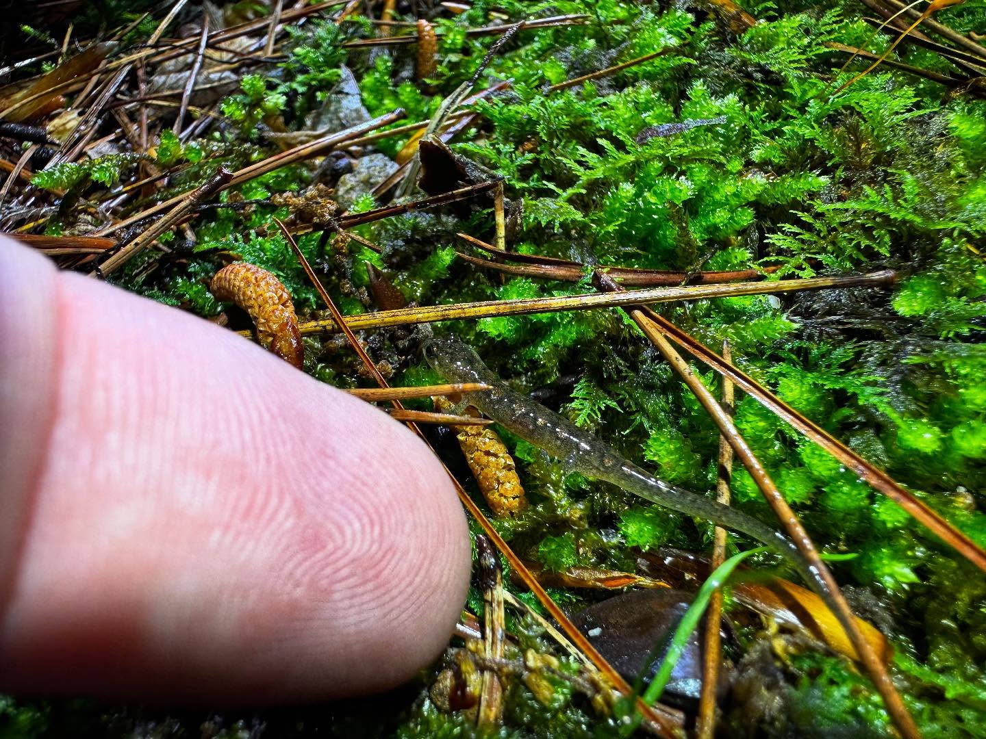 It became increasingly more obvious, I can deny it no longer! I am small.