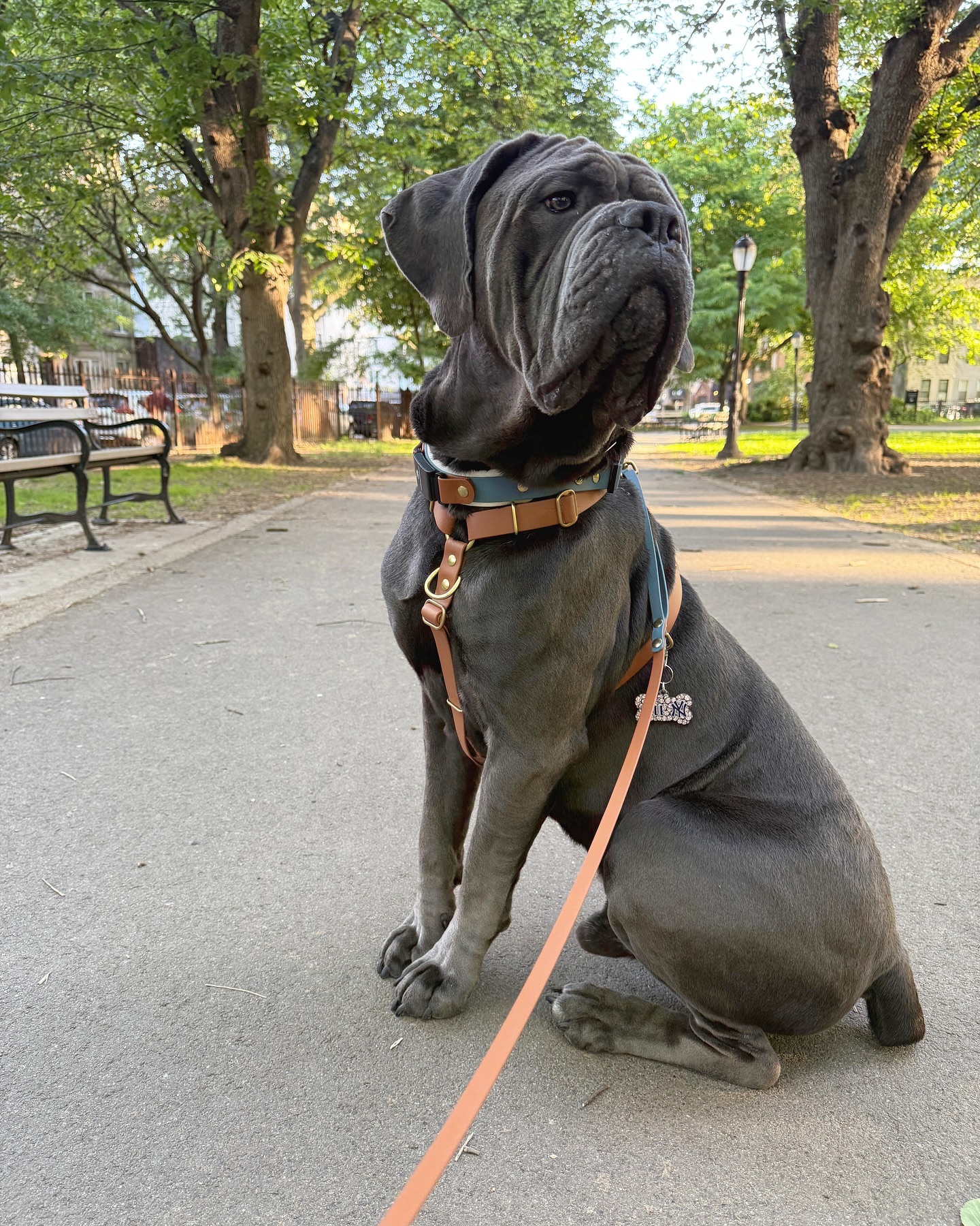 One of our ambassadors, Blue @hormonalhoundmom , showing off all his matching harness, collar, and hands free leash
Did you know we make our harnesses custom to fit your dog’s exact measurements? From small dogs to large dogs, we work with you to ensure a proper fit